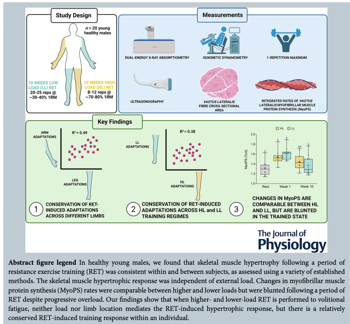 All Training Loads Increase Hypertrophy