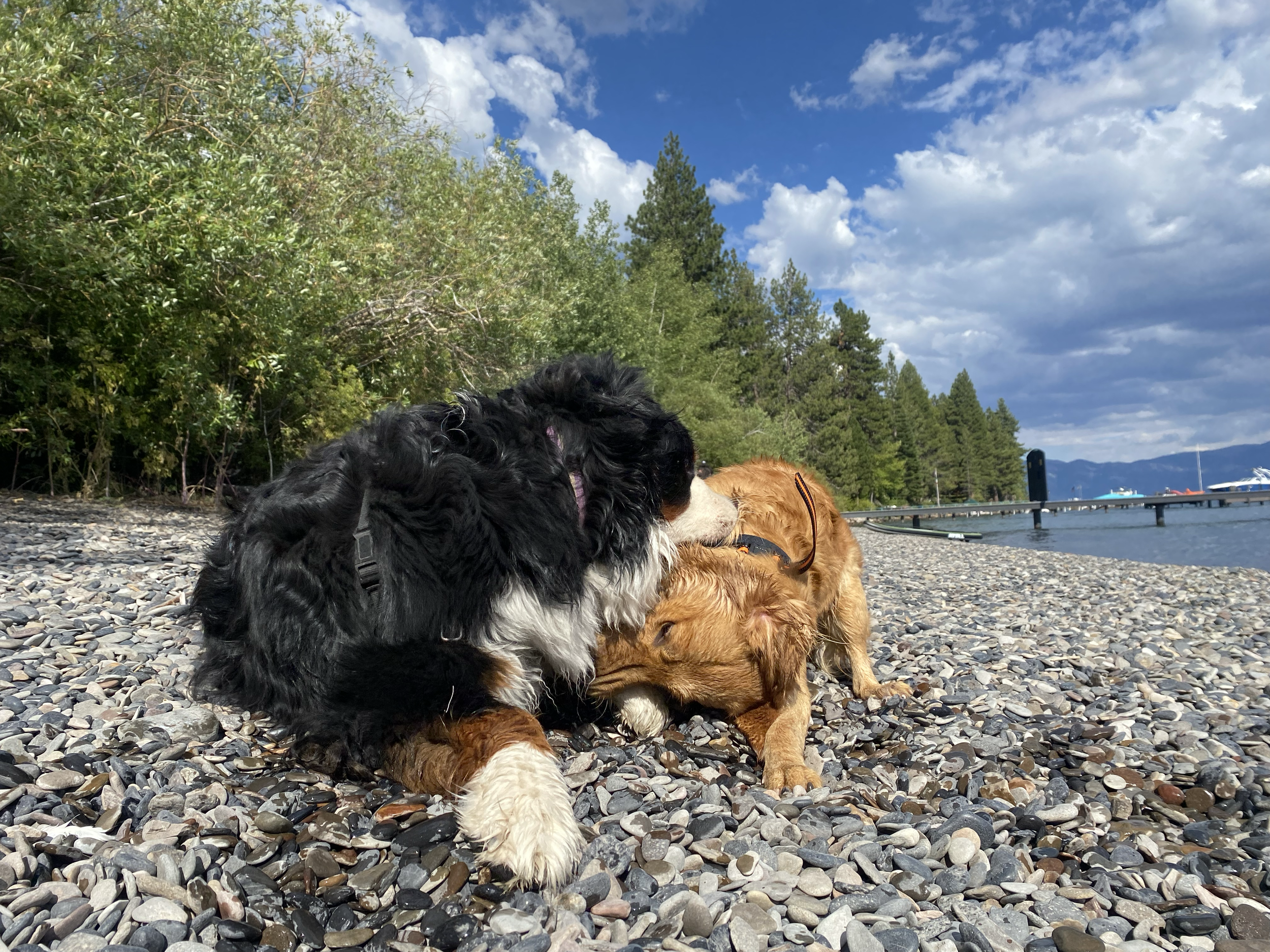 Two dogs, one black and white, the other golden, playing and cuddling on a rocky beach near a body of water with trees, mountains, and a cloudy sky in the background.