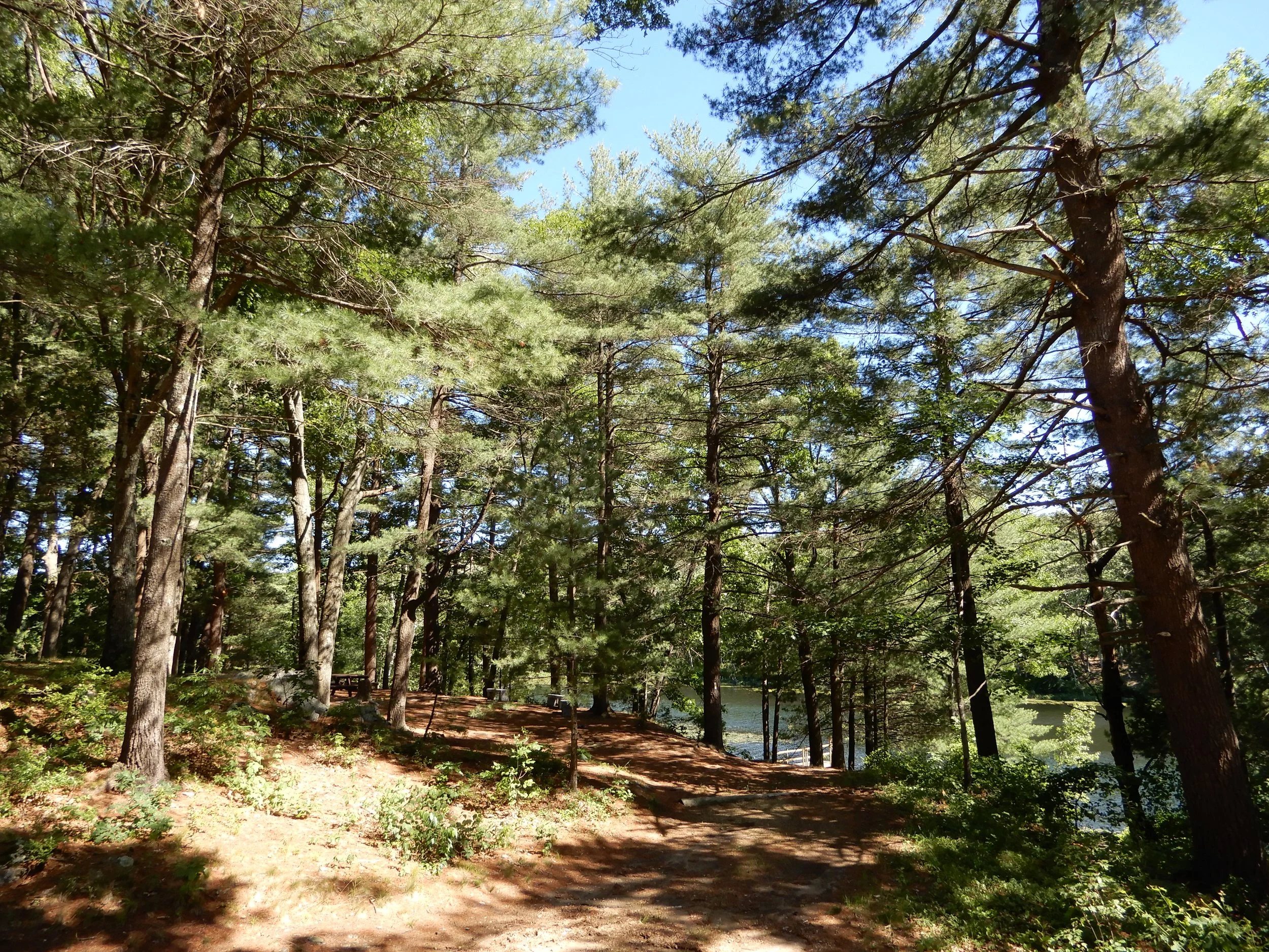 Trail by water - pretty.JPG