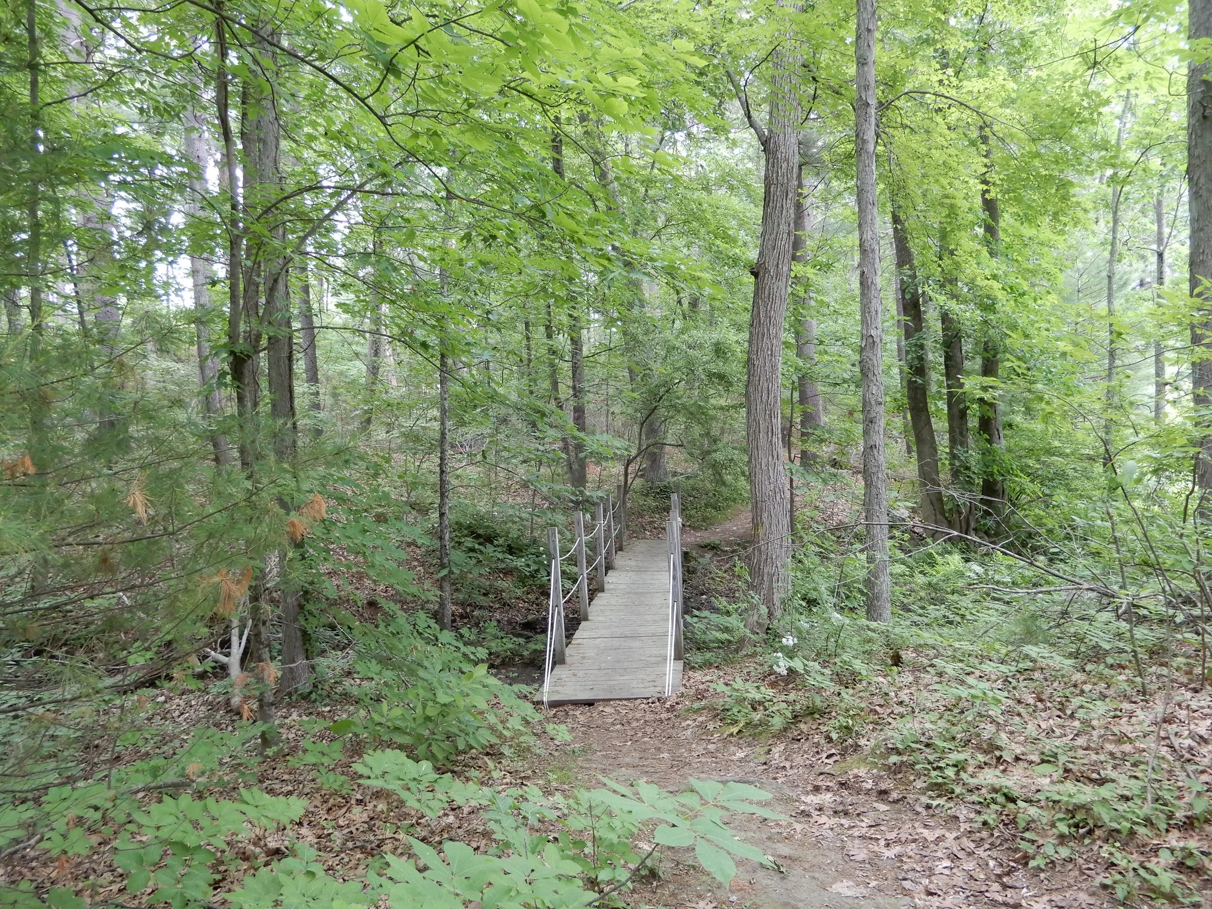 Bridge in woods.JPG