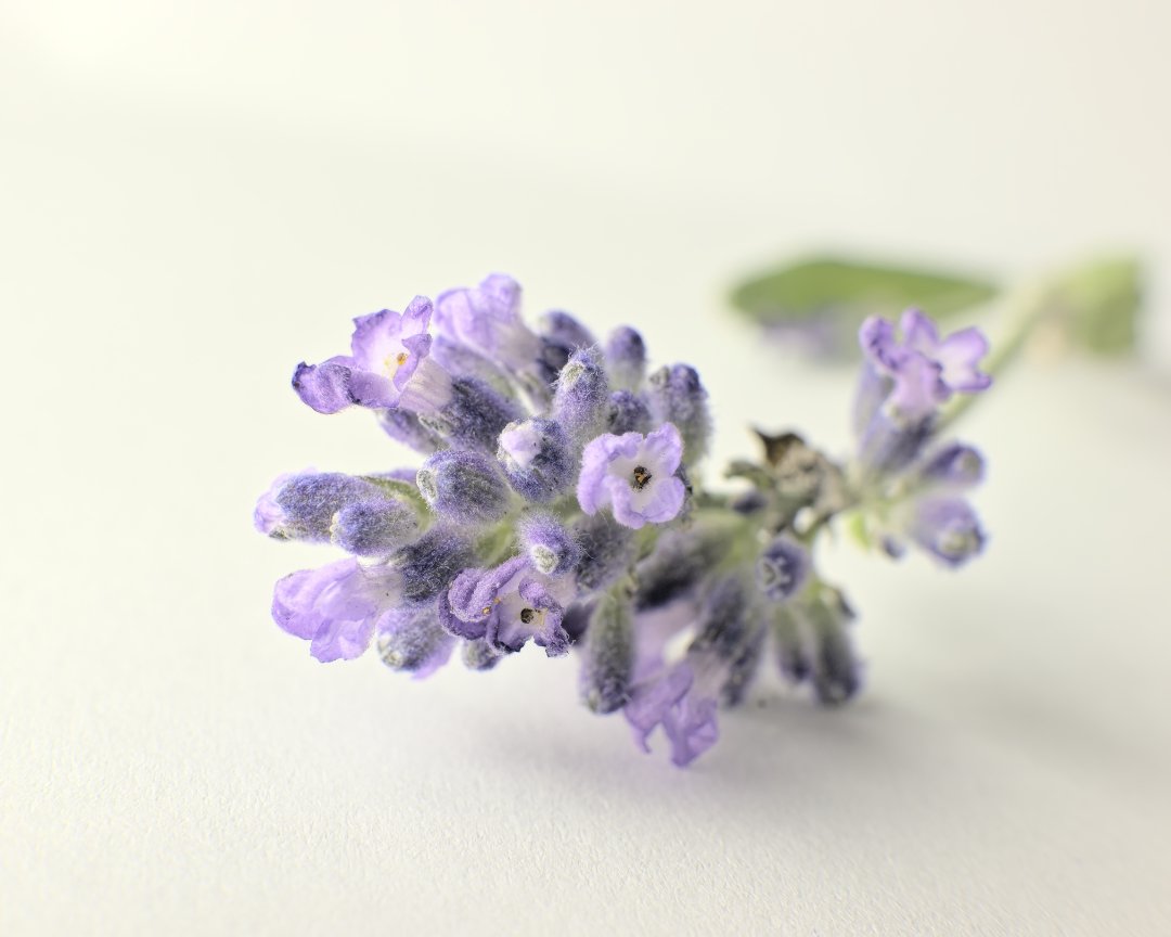Lavandula angustifolia
