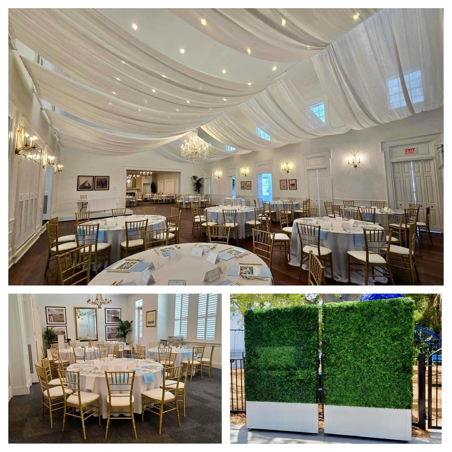 Wedding at Tampa Yacht Club with our Ceiling Wave Drapes, Gold Chiavari Chairs, & Green Hedge Walls. ————————————————————&mdas