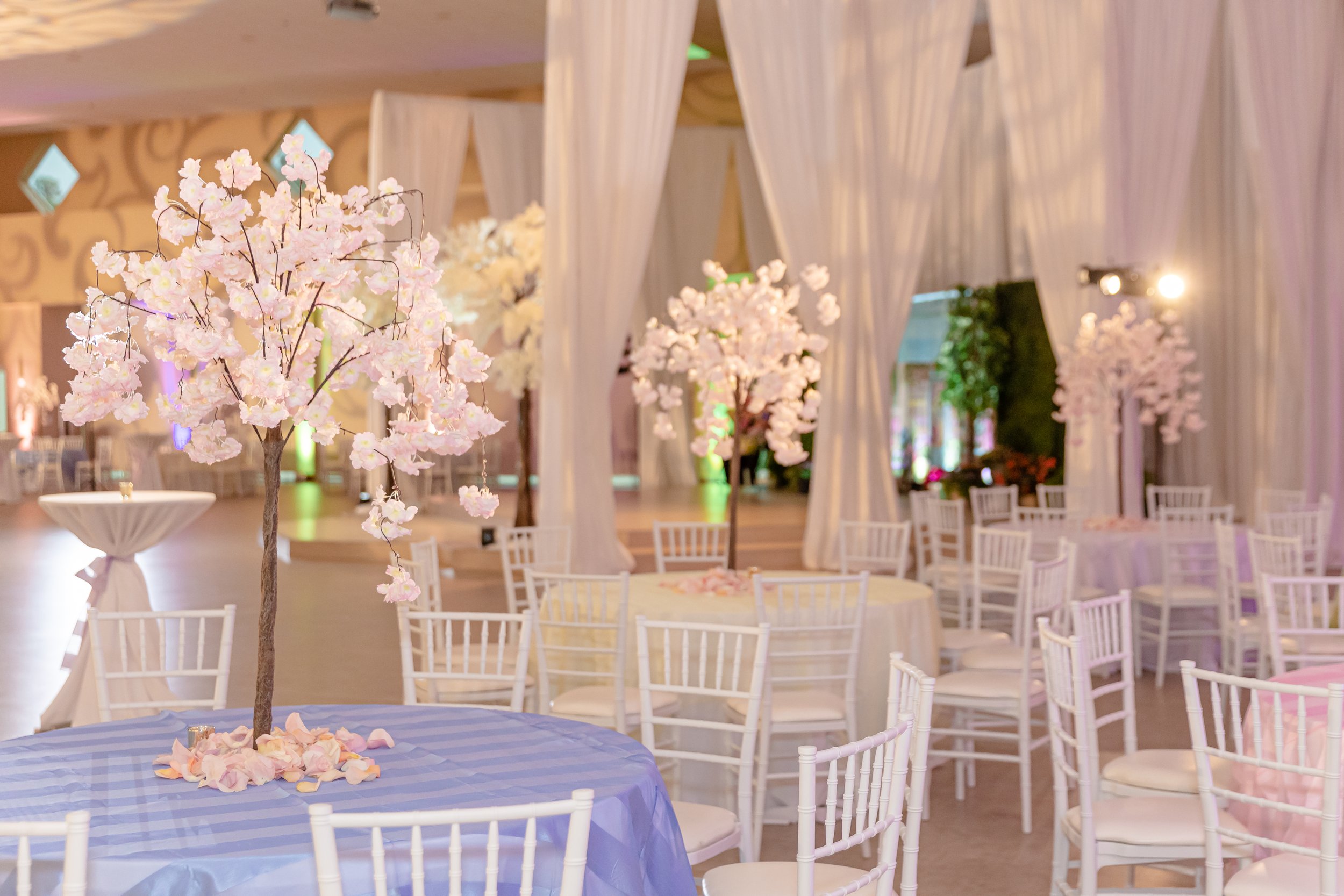 Elegant wedding reception setup with white Chiavari chairs and tables, decorated with artificial cherry blossom centerpieces and draped white curtains, creating a sophisticated atmosphere.
