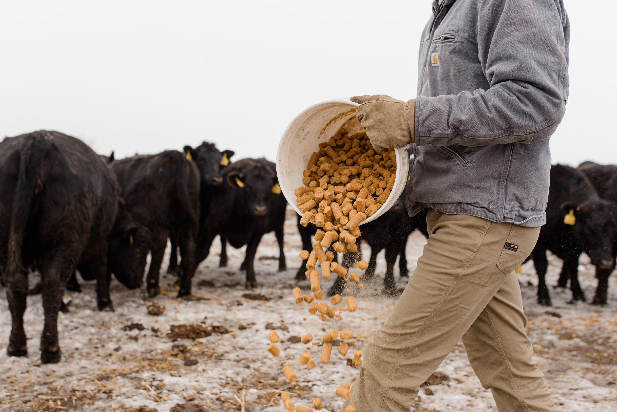 Medium shot of Cole pouring feed pellets out of a white bucket.