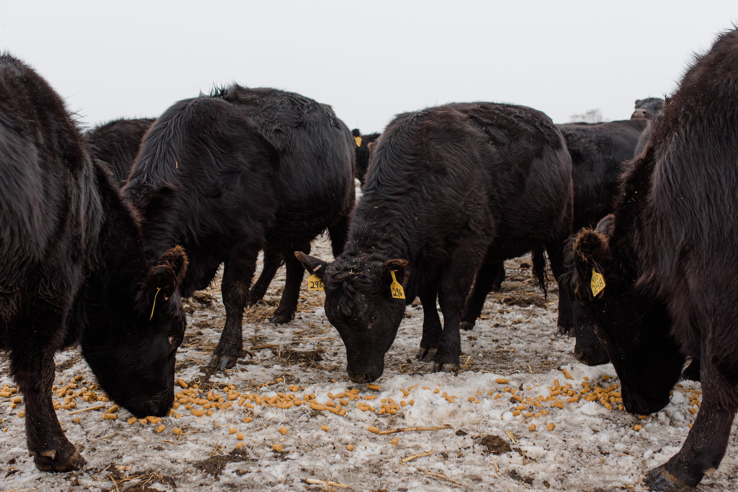 Black angus cows grazing on feed pellets during the winter.