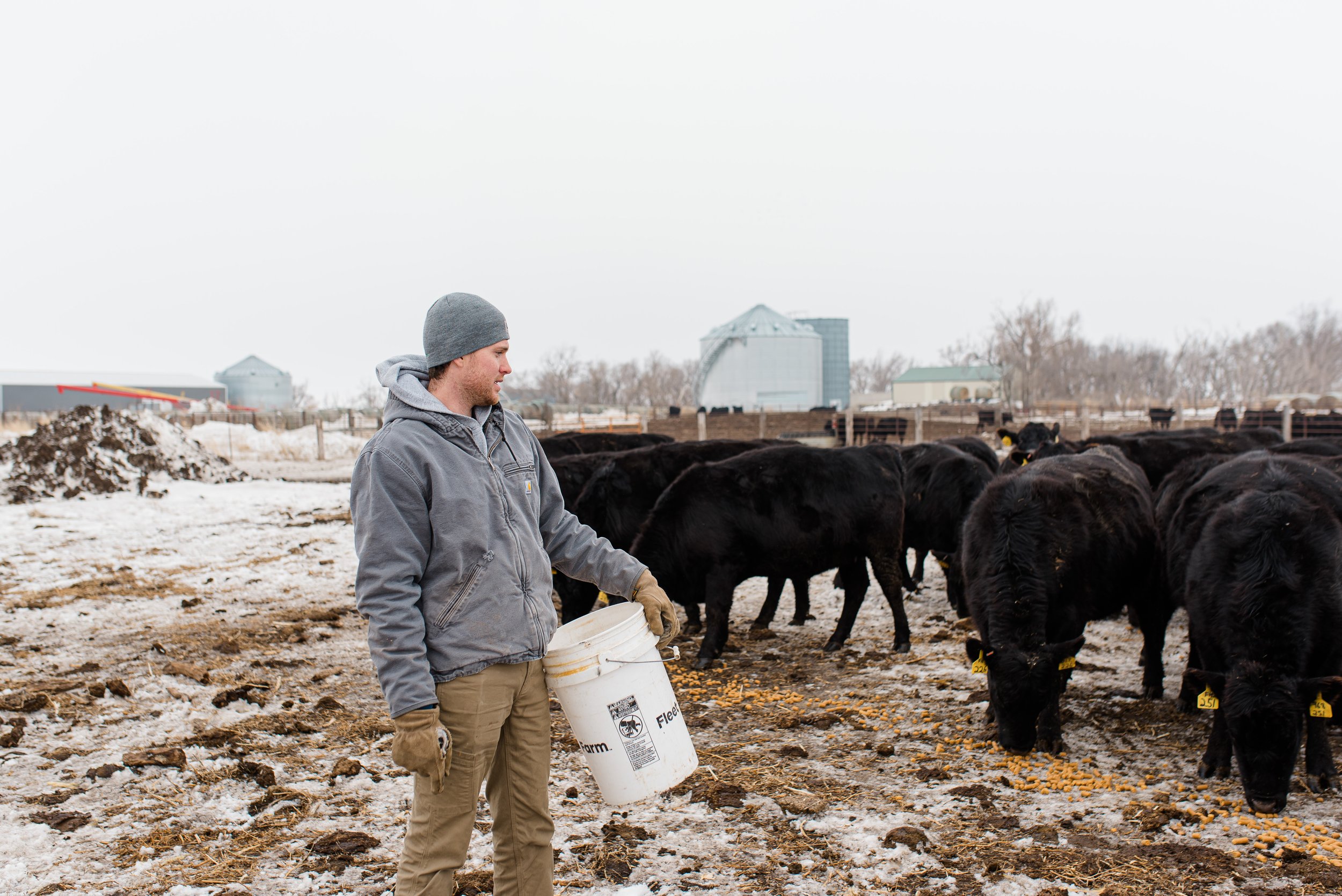 Cole Sonne looking over at his black angus cows while holding a white bucket.