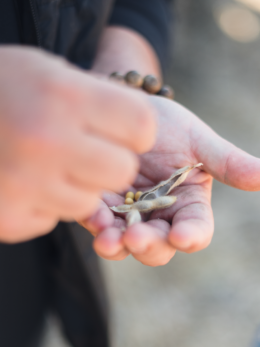 The Benefits of Consuming Soybeans: A Nutritional Powerhouse