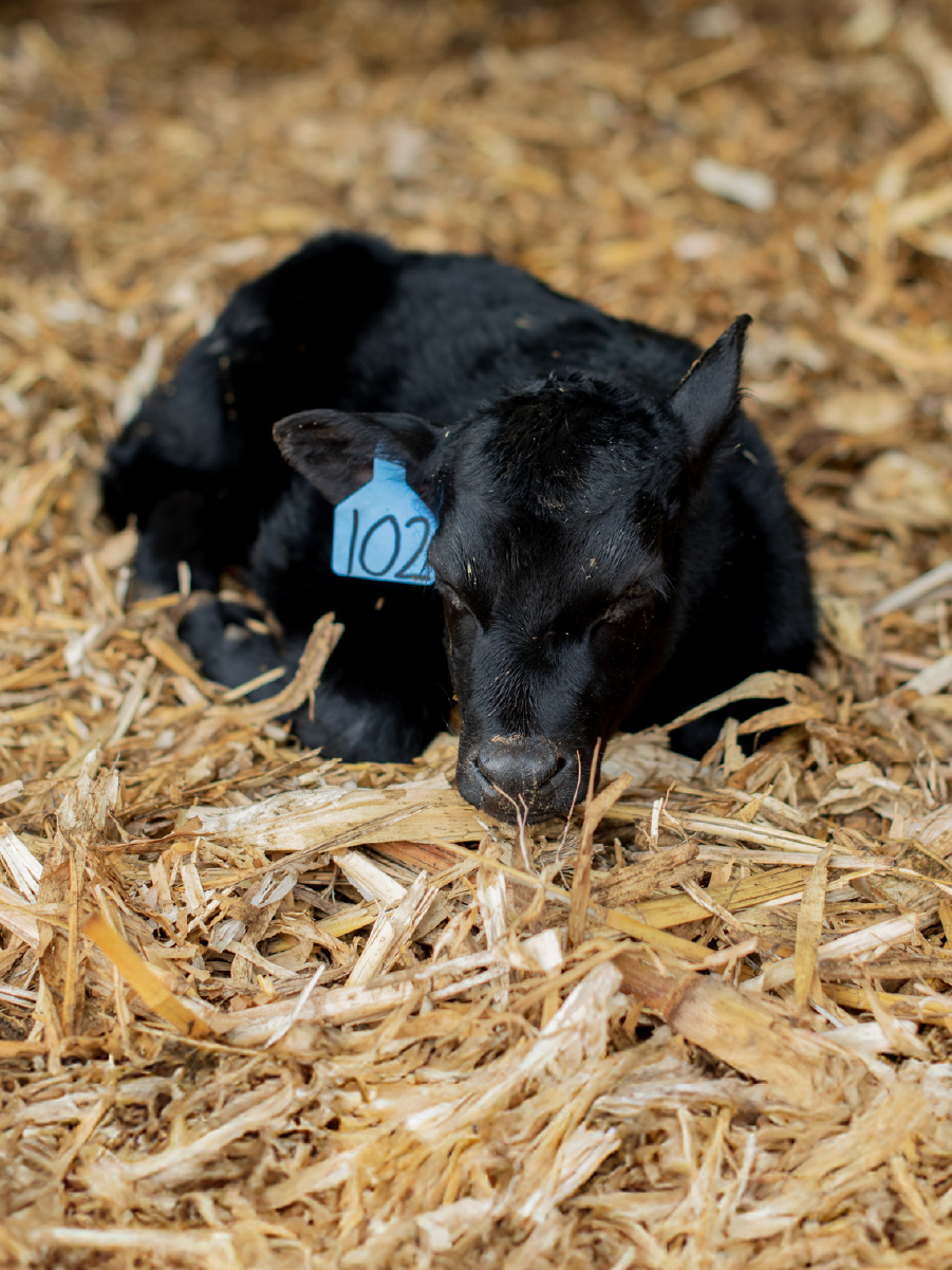 Calving Season on the Farm: Welcoming New Life