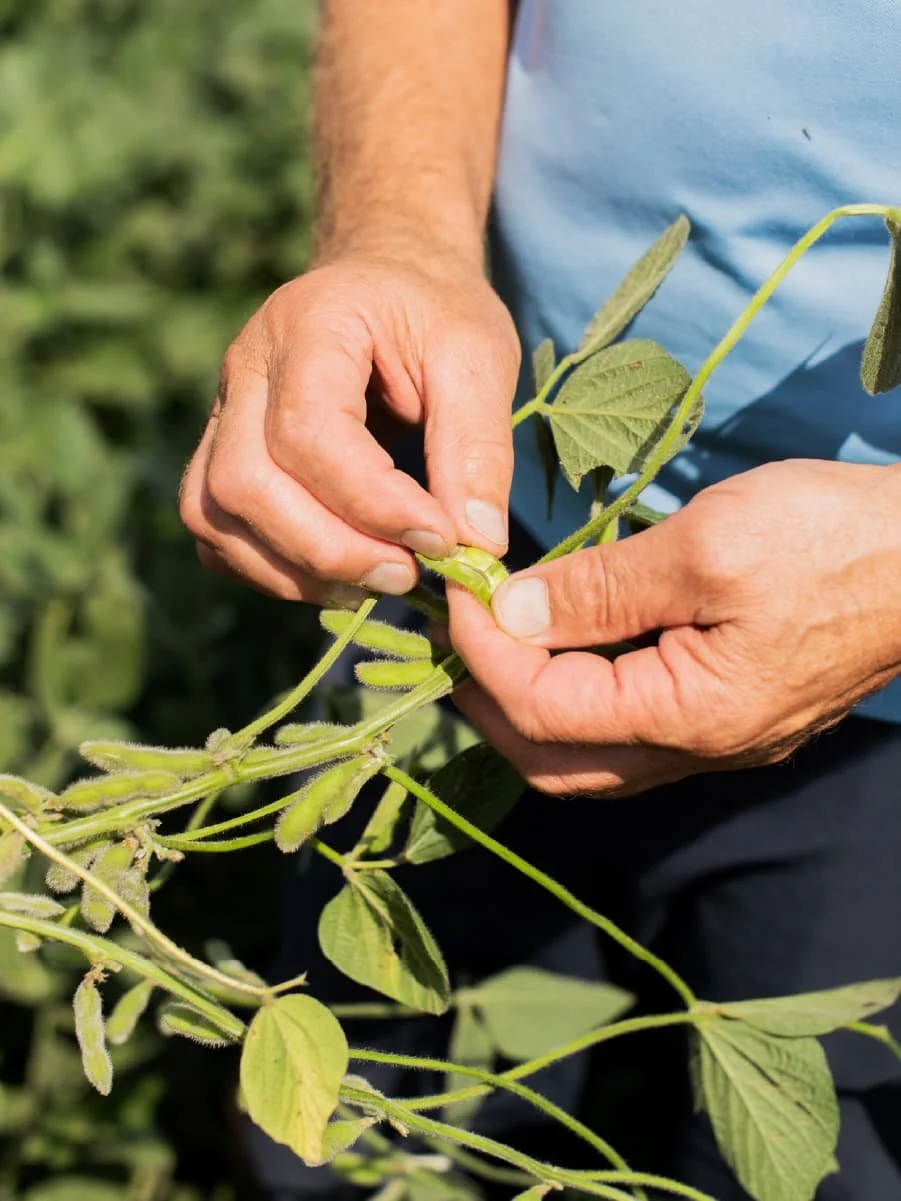 The Role of Soybeans in Addressing Food Security Concerns