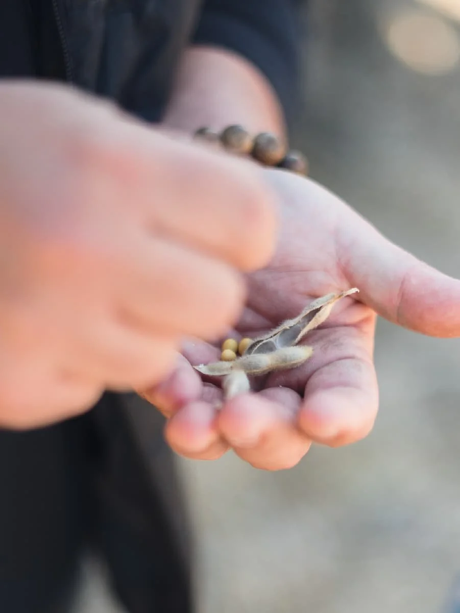 The Benefits of Consuming Soybeans: A Nutritional Powerhouse