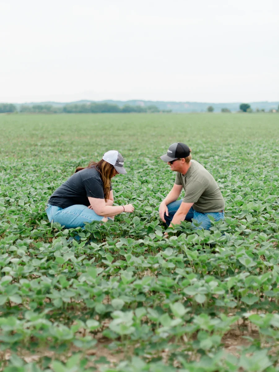 Cover Crops in South Dakota: How They Can Help Before Soybean Planting