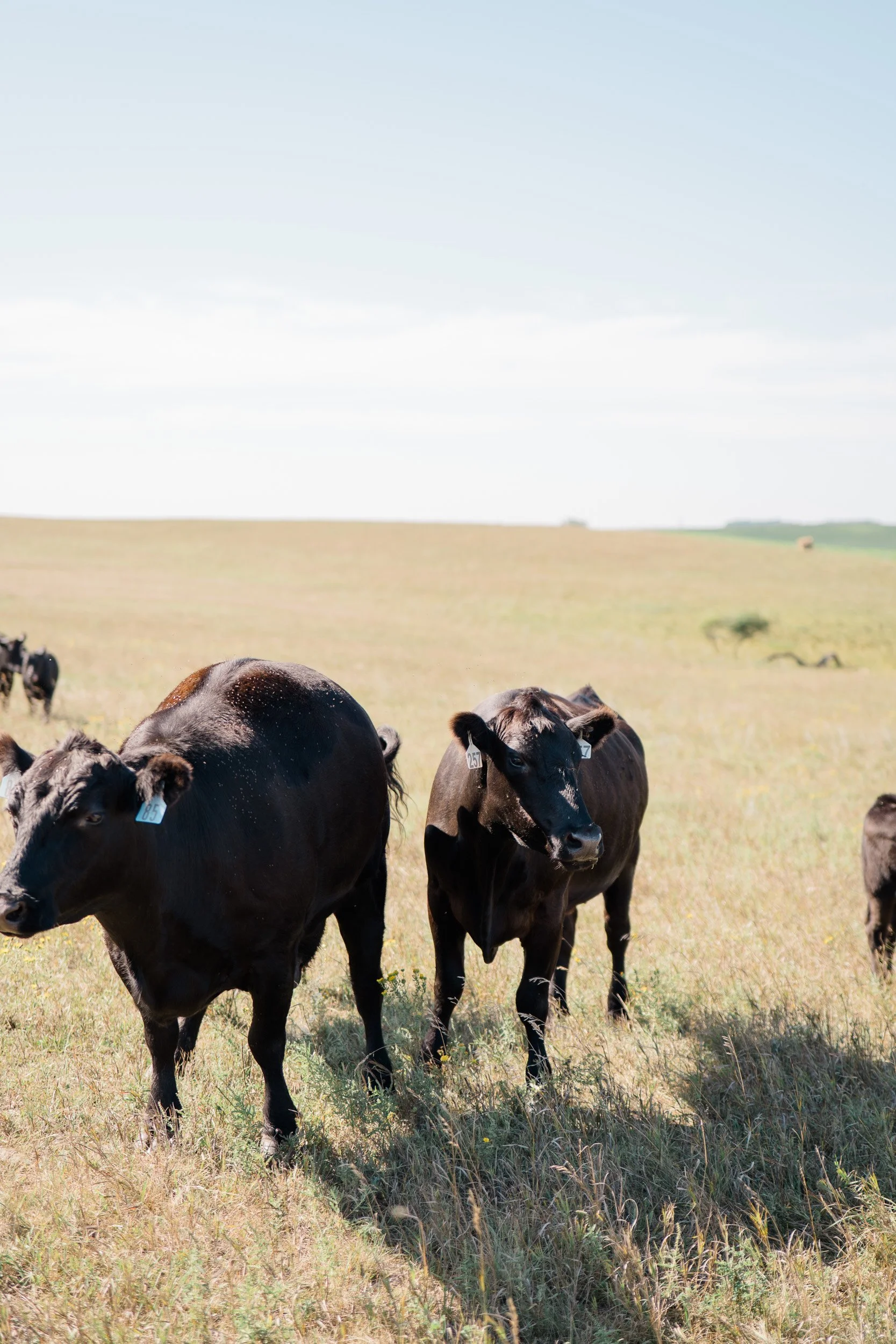 HFT - Terry Jaspers Farmer Feature-18.jpg