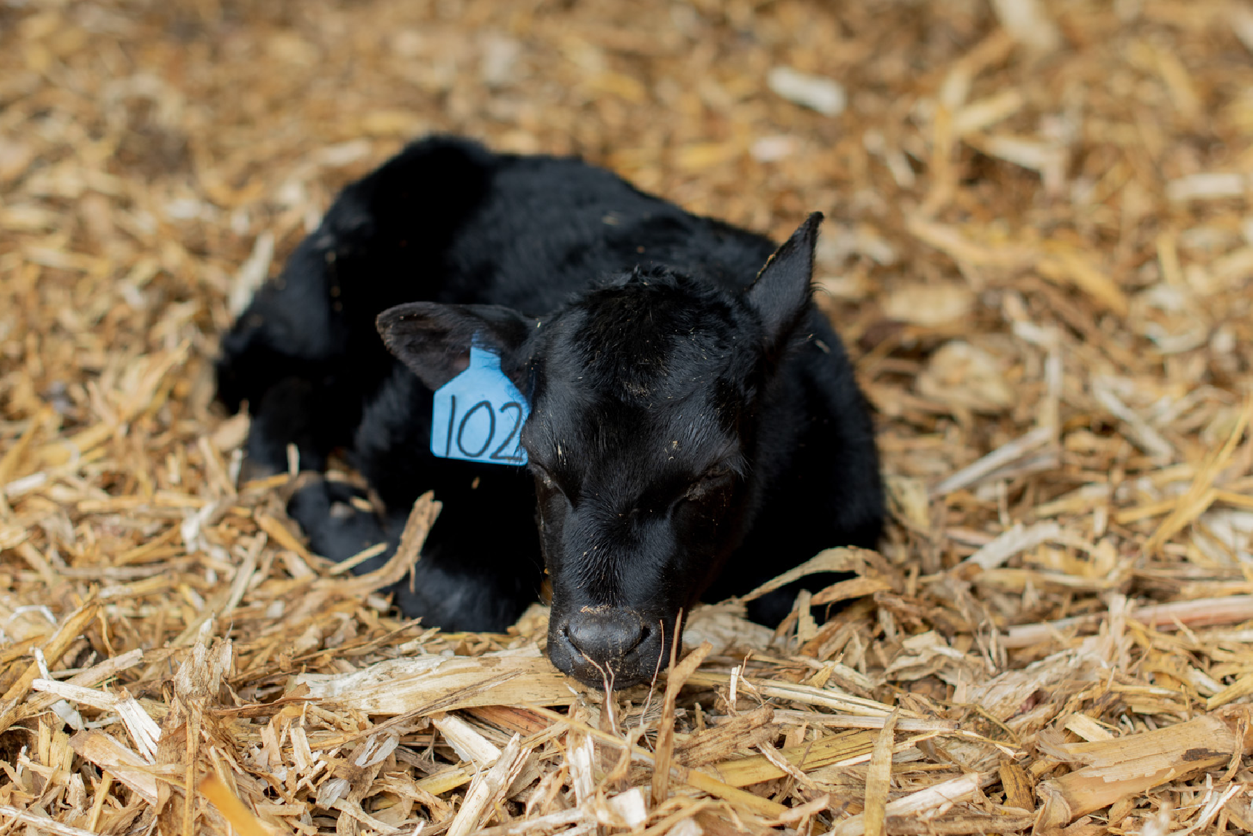 A baby calf laying down.
