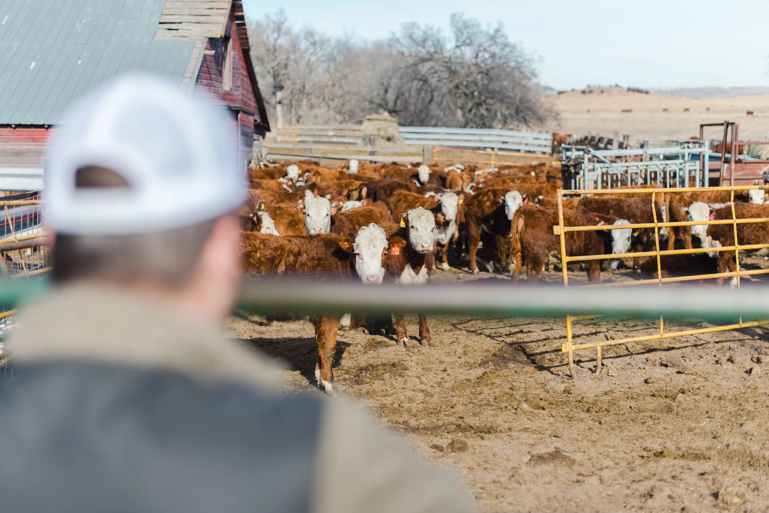 Luke looking at his herd.