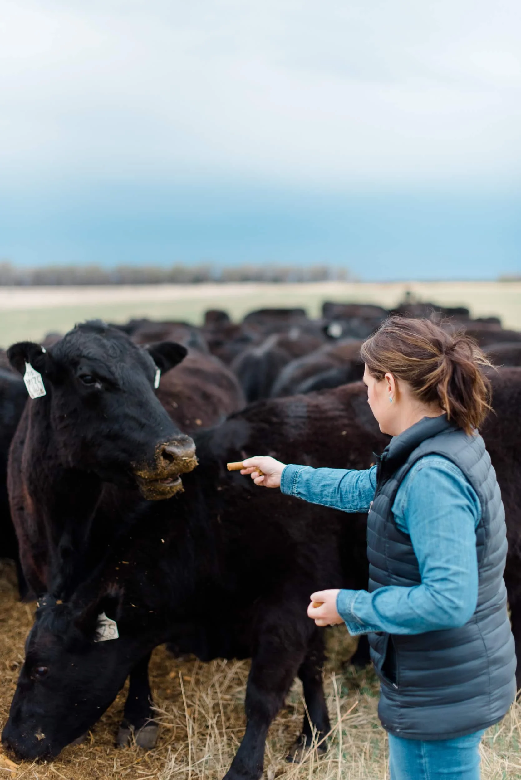 Callie Williams feeding a carrot to a cow