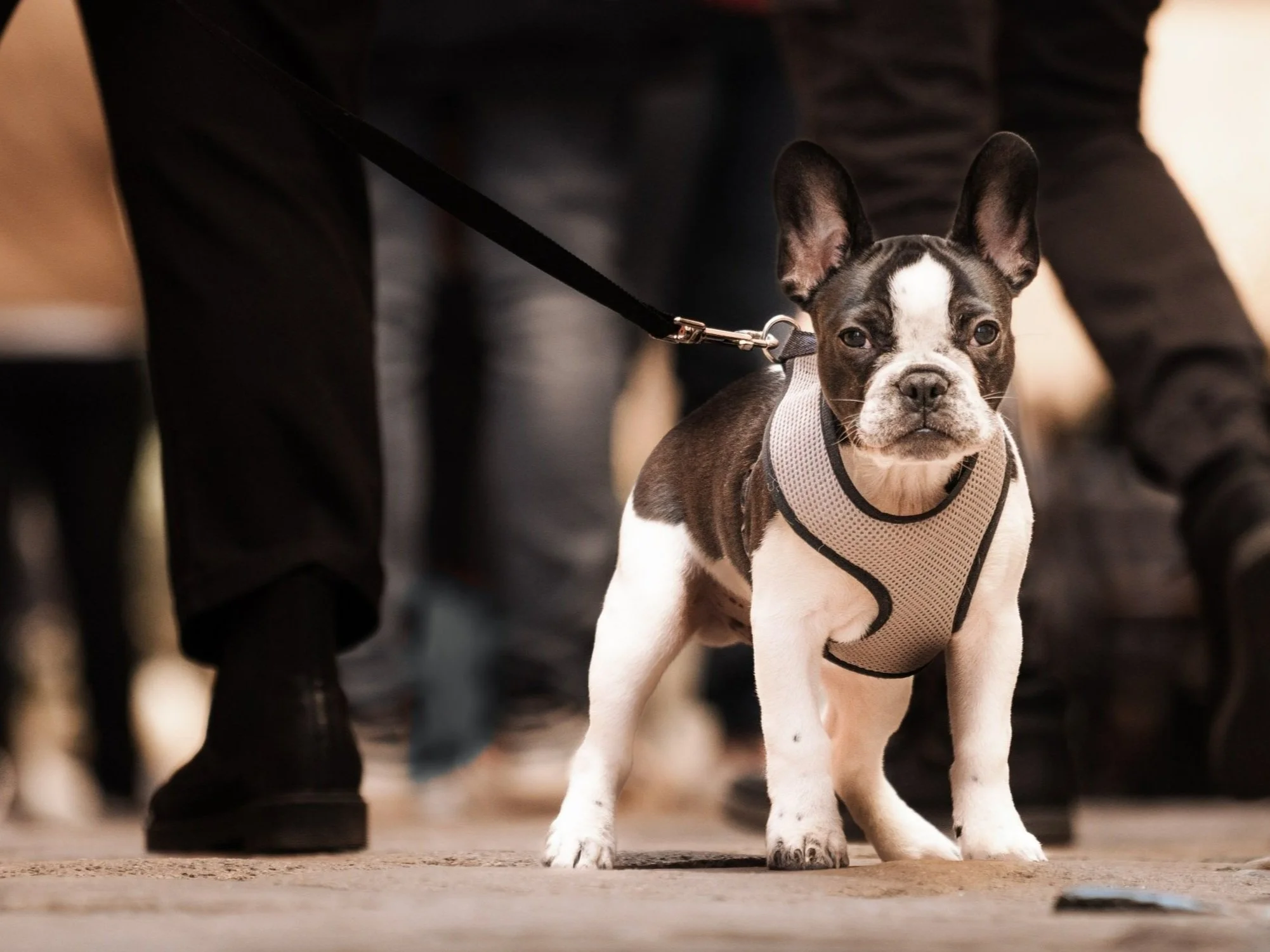 Appointments 3 — Prydeshare Prydeshare is a pet transportation service