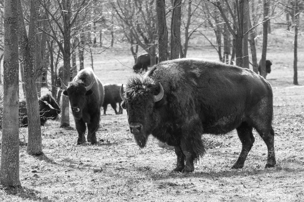 About — Skaneateles Buffalo