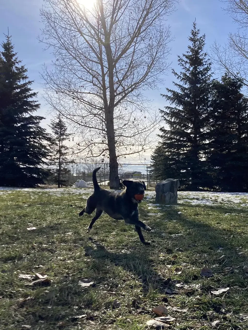 Dog playing outdoors with a ball in a yard on a sunny winter day, with trees and snow patches visible.