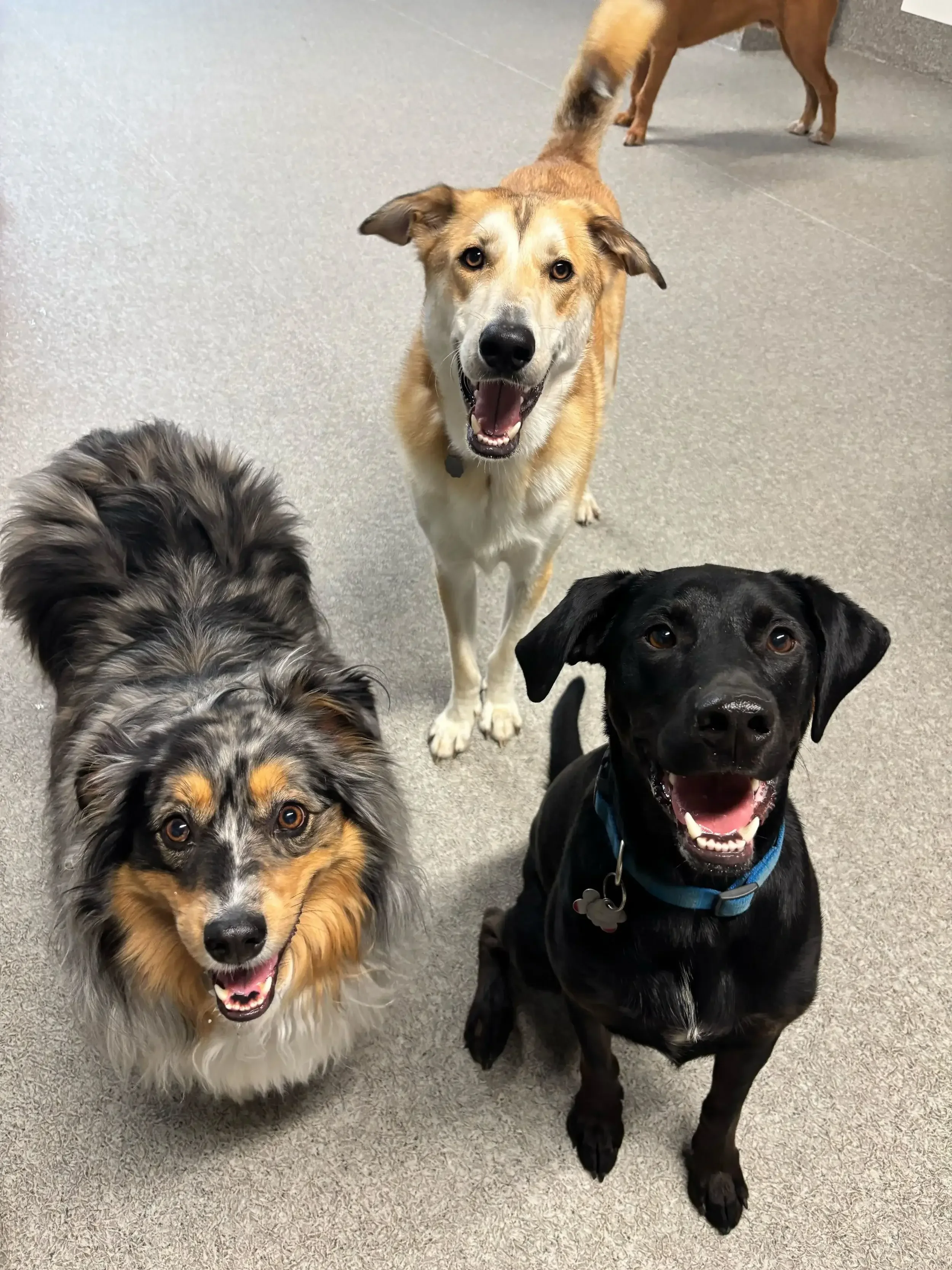 Four dogs of different breeds and colors smiling and looking at the camera on a gray floor in Airdrie, Alberta