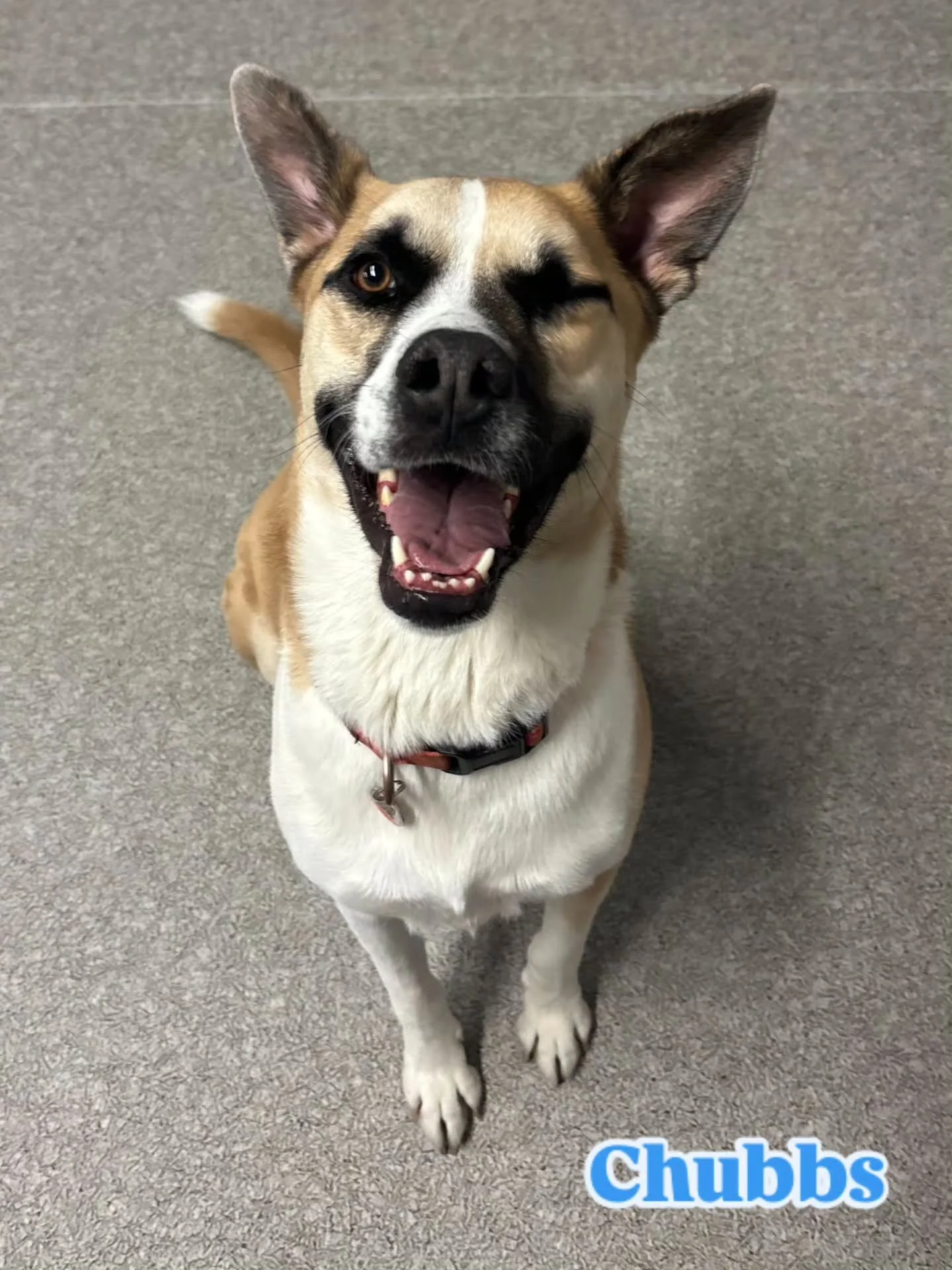 We are so grateful for our furrrriends (and their humans!) Thank you for continuing to help make Airdrie Puppy Pals a place of kindness for everyone. 🐾❤️