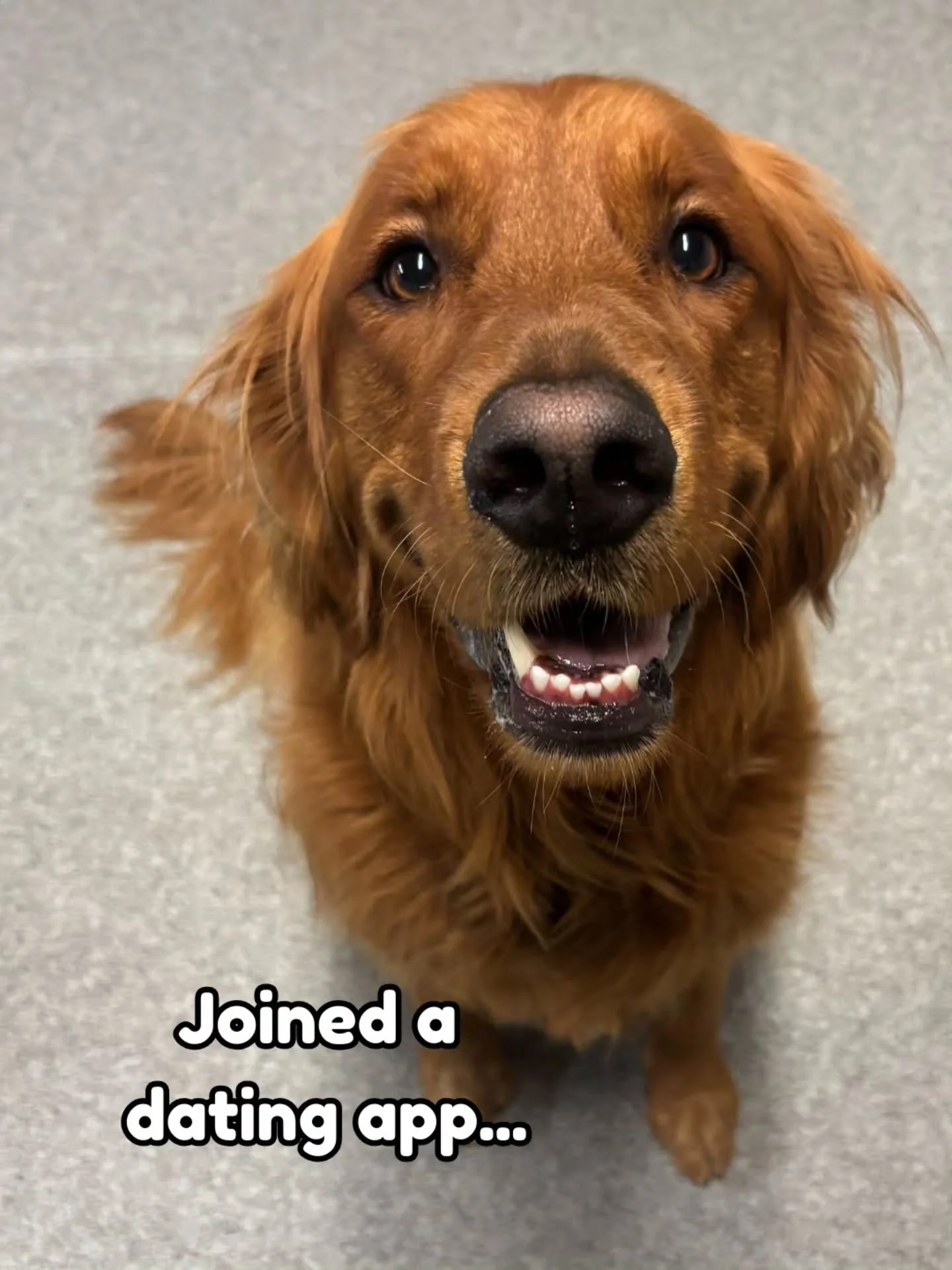 Every dog is different, and our Puppy Pals at Daycare are simply the best. Short and tall, big and small, we love them all. 🐾❤️