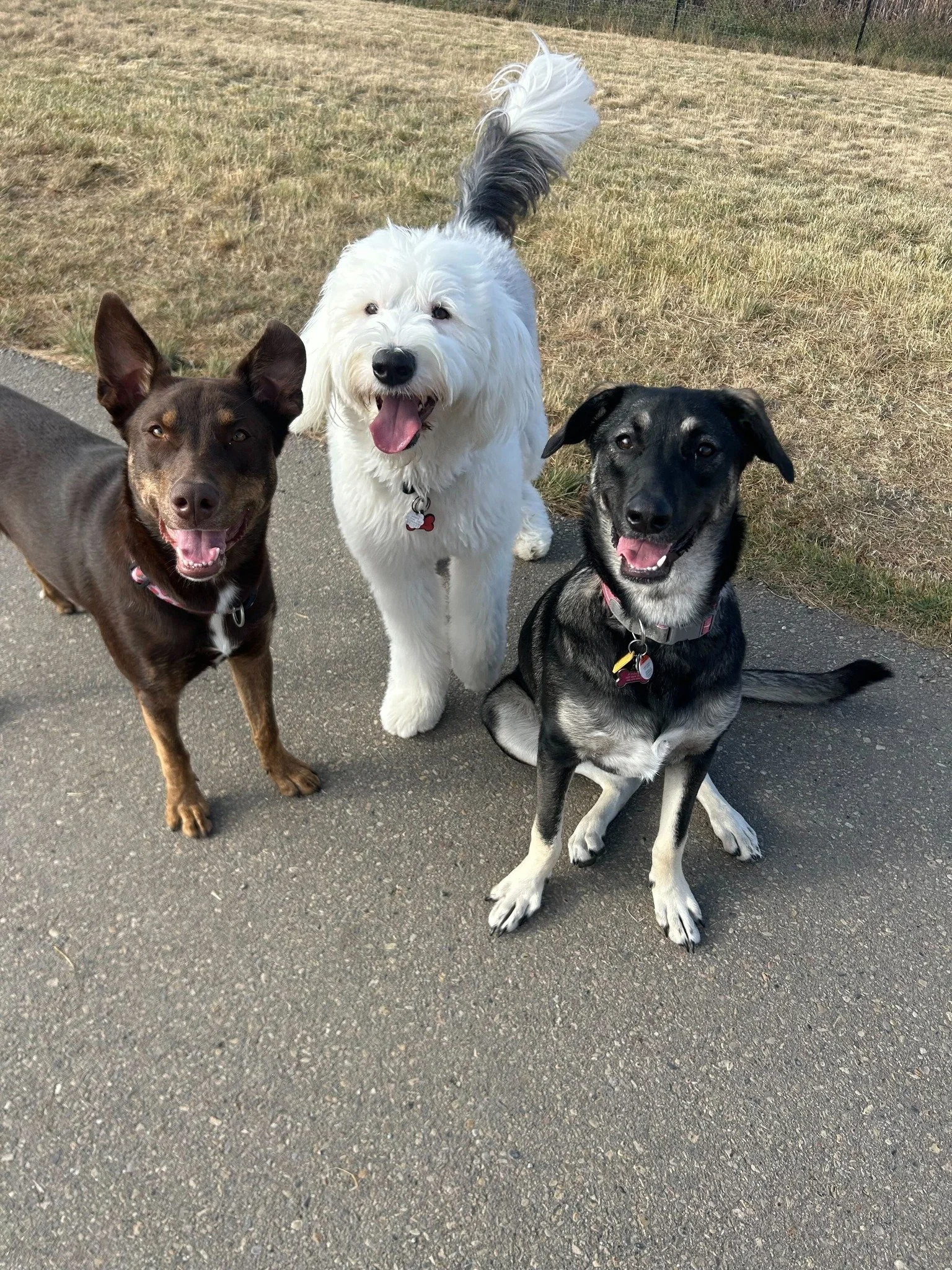 ♫⋆｡♪ ₊˚♬ We're the three best friends that anyone could have, we're the three best friends that anyone could have, and we'll never ever ever ever leave each ooooooooooooother! ♫⋆｡♪ ₊˚♬ 

Ruby, Luna and Tali had such a fun field trip to the park with 