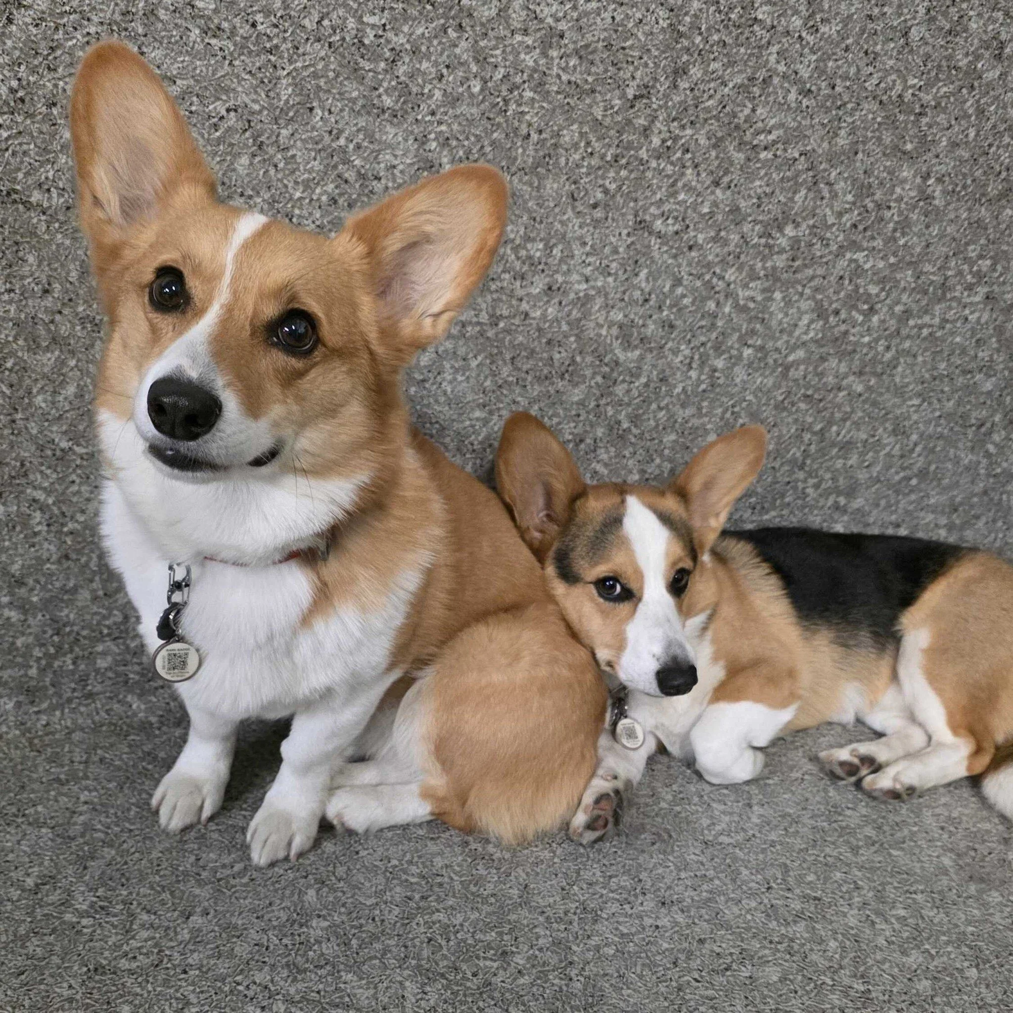 The look of love ❤️ Aunty Holly caught this picture of baby brother Oreo 🐶 snuggling up to his big sister, Miss Matcha 🐾 What a great picture! 

📸 #dogdaycare #dogtraining #airdriepuppypals