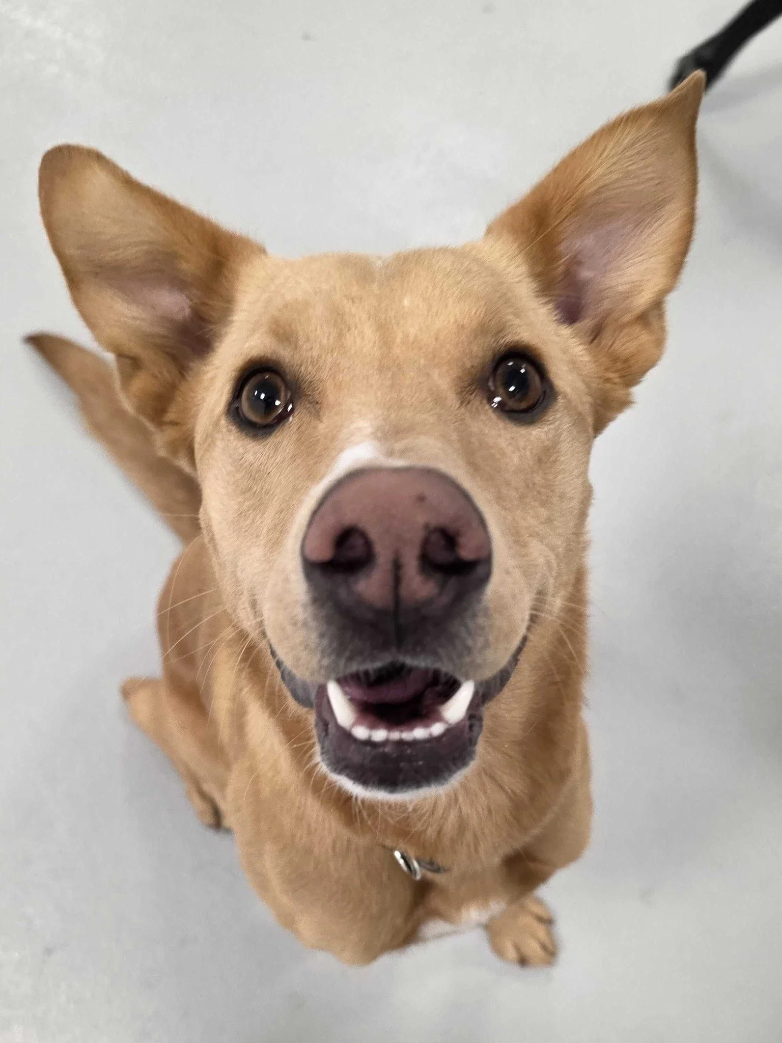 This Thanksgiving, we&rsquo;re feeling extra grateful for our Puppy Pals &mdash; the wiggly tails, goofy grins, and sweet snuggles that make every day at our family-run daycare so special.

Watching each pup learn, grow, and build confidence while pl