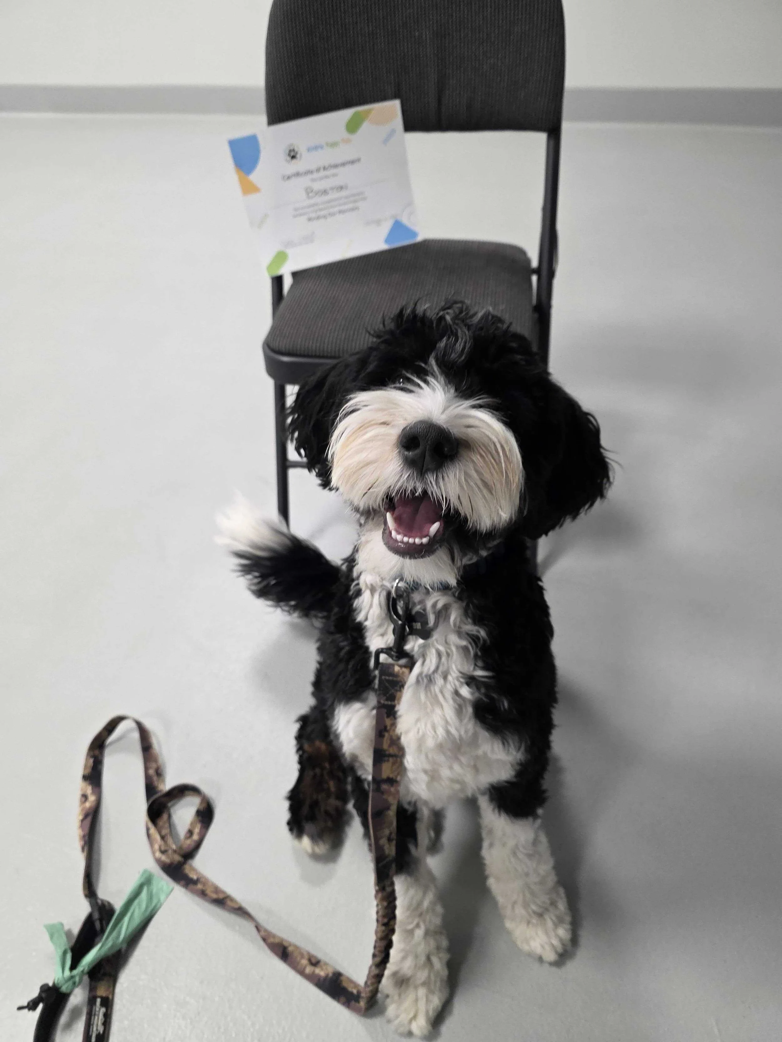 A black and white dog sitting on a gray floor in front of a black chair, smiling with its tongue out. The dog has a leash attached to a collar around its neck  in a group dog training class in Airdrie, Alberta