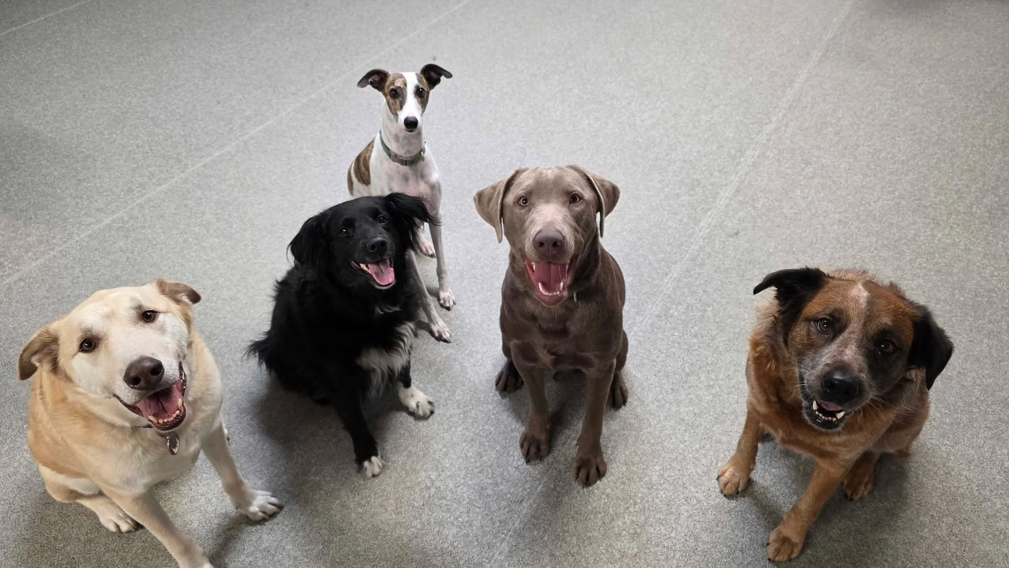 Welcome to roll call at Airdrie Puppy Pals!

Five sweet faces, five wiggly tails, and one very full heart. These pups started their day with morning snuggles, tail-wag chats, and a very focused snack break.

We&rsquo;re proud to be a family-run dog d