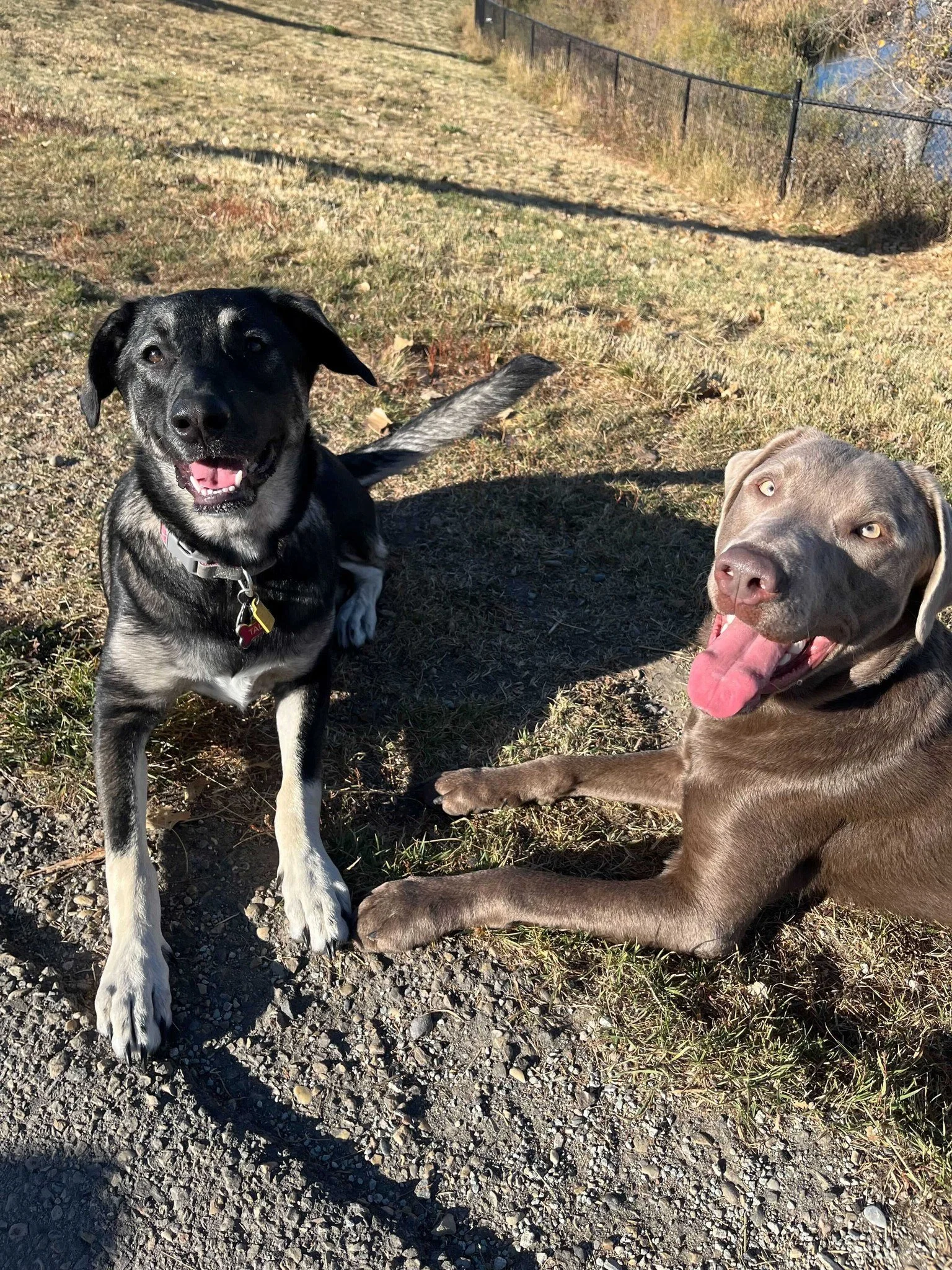 A quick breather between zoomies.

These two furrriends took a little pause during their adventure to soak up the sun, flash a couple of perfect smiles, and accidentally melt our hearts in the process.

At Airdrie Puppy Pals, outdoor time isn&rsquo;t