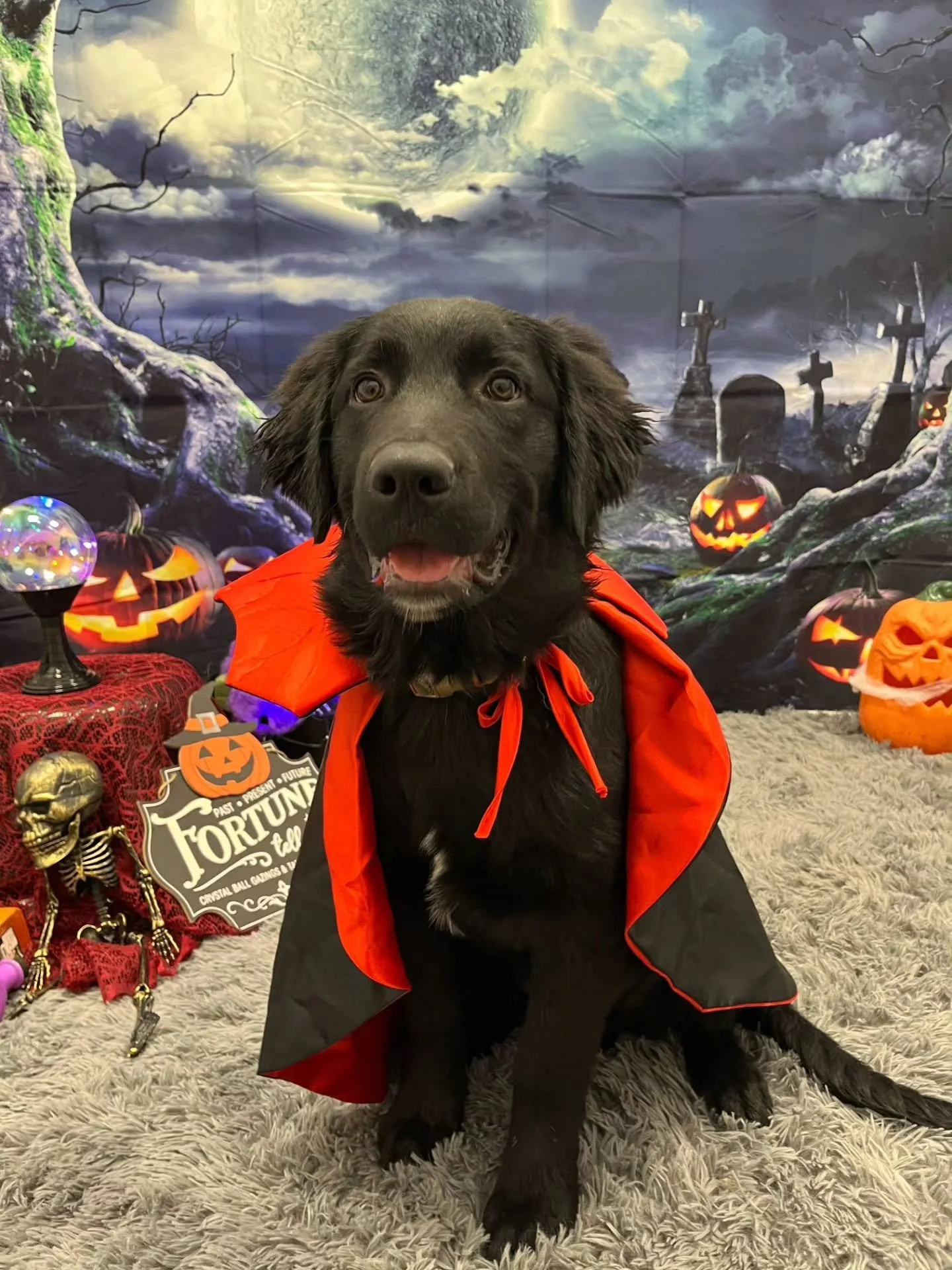 🎃 Happy almost Halloween, APP Daycare family! 👻
There’s still time to get your spooktacular Halloween pictures. We’ve got the costumes ready, so your Puppy Pal just needs to bring their smile! 📸🐾
Ask any APP Aunty or Uncle for more i