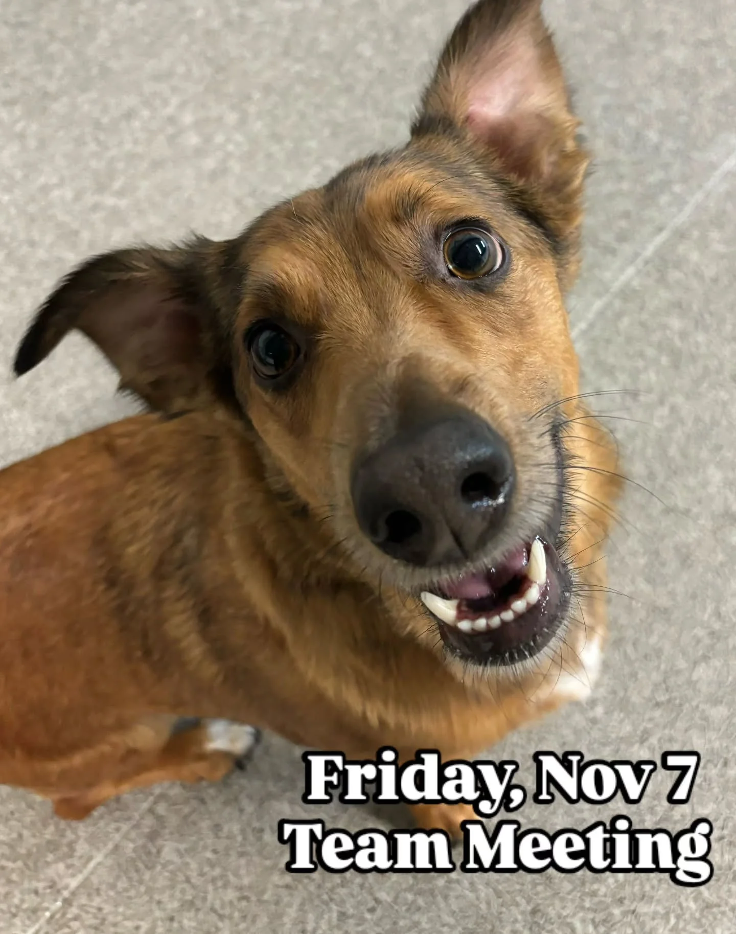 🐾 Happy Monday, APP Fam! Just a quick heads-up we&rsquo;ll be closing a little early this ✨️ Friday, November 7 at 5:00pm ✨️ for a team meeting. Thanks so much for your support as we keep learning and growing together! :D