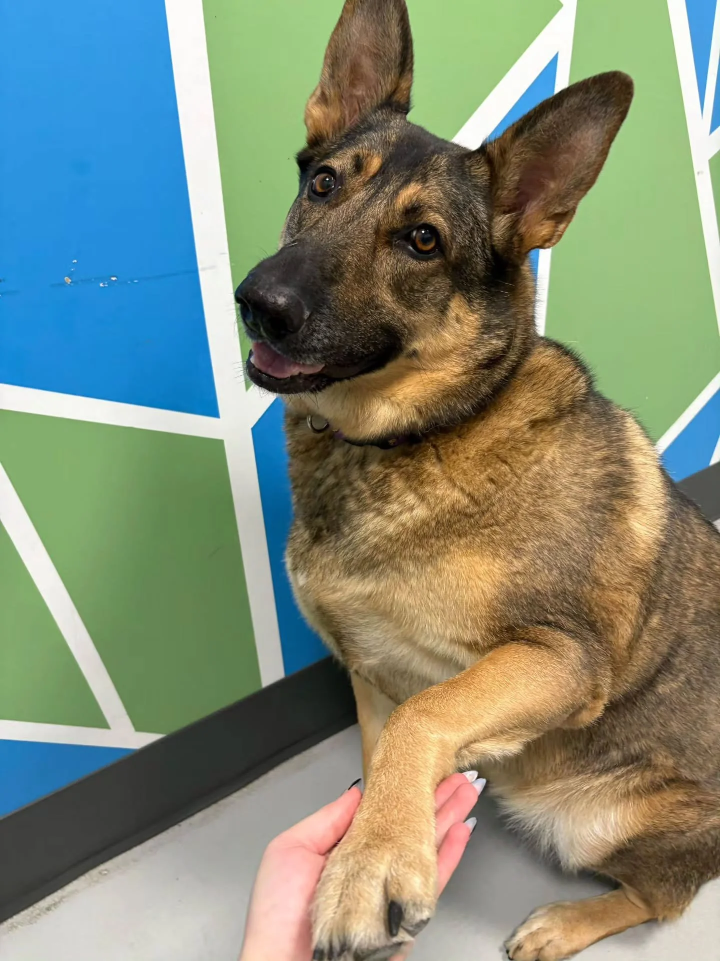 ✨️ Add-On of the Month: Paw-dicures! ✨

After a fun morning of play, our Puppy Pals can enjoy a little break and some one-on-one time with an APP Auntie or Uncle for a calm, low-stress nail trim.

If your Puppy Pal isn&rsquo;t loving their nail trim,