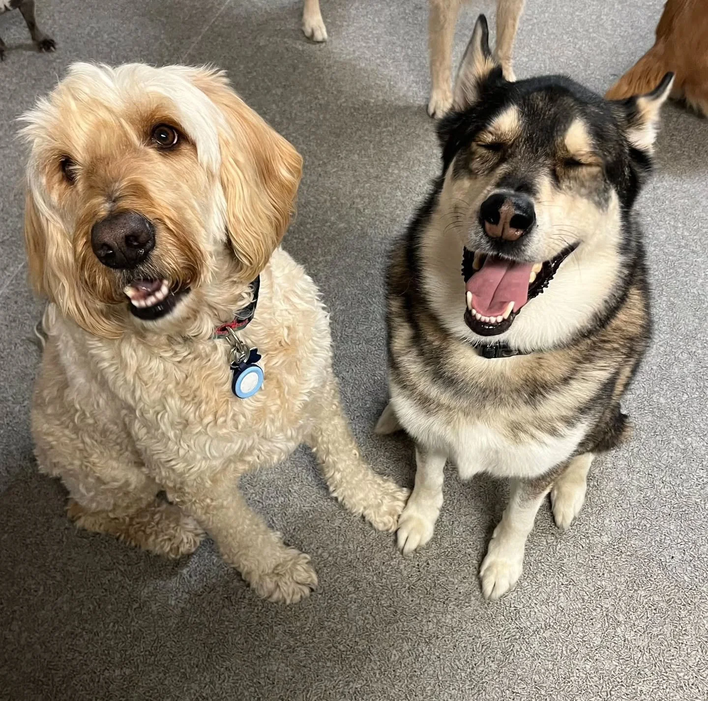 Happiness lives in the small moments we share. Thank you for being here 🐾❤️