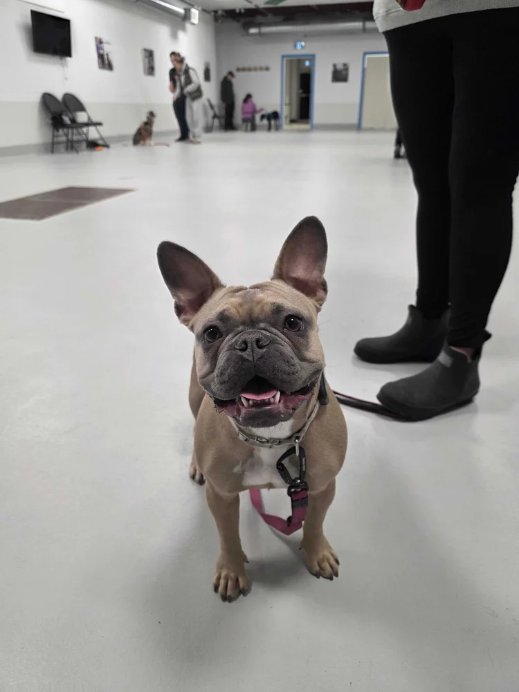 What to bring to Minding Our Manners class at Airdrie Puppy Pals