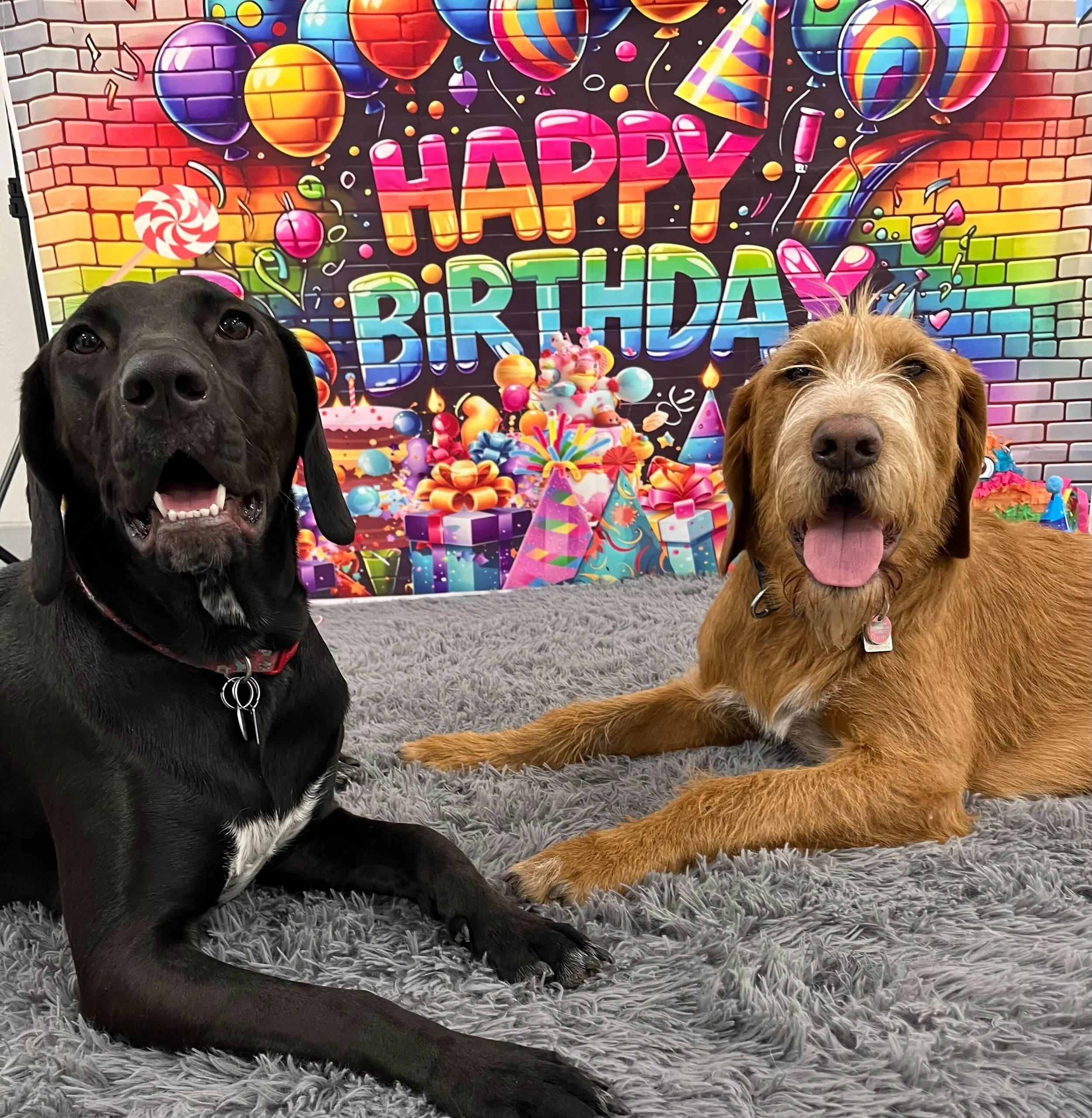 Dog Birthday Celebrations | Airdrie Puppy Pals