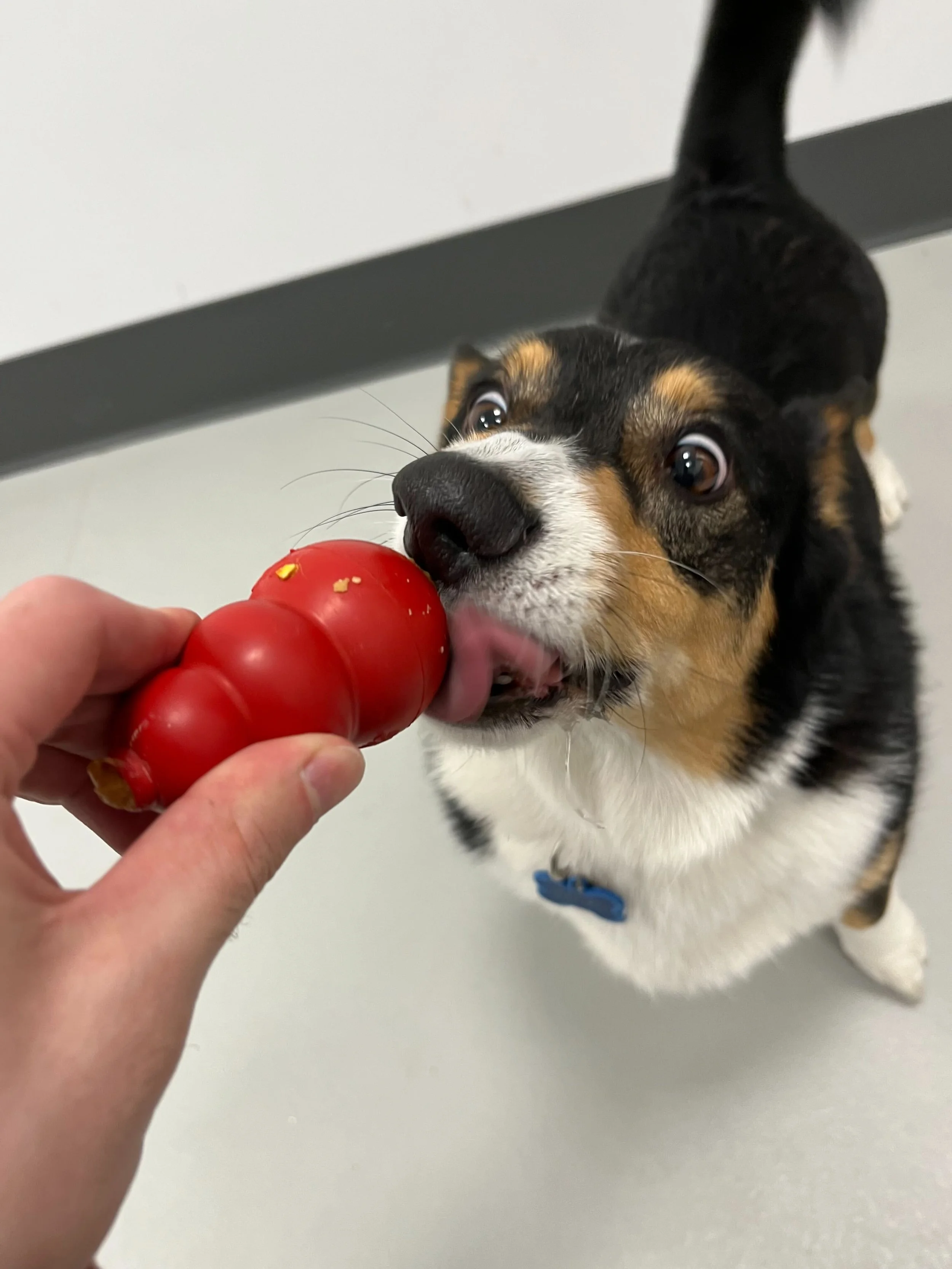 Enrichment at Daycare