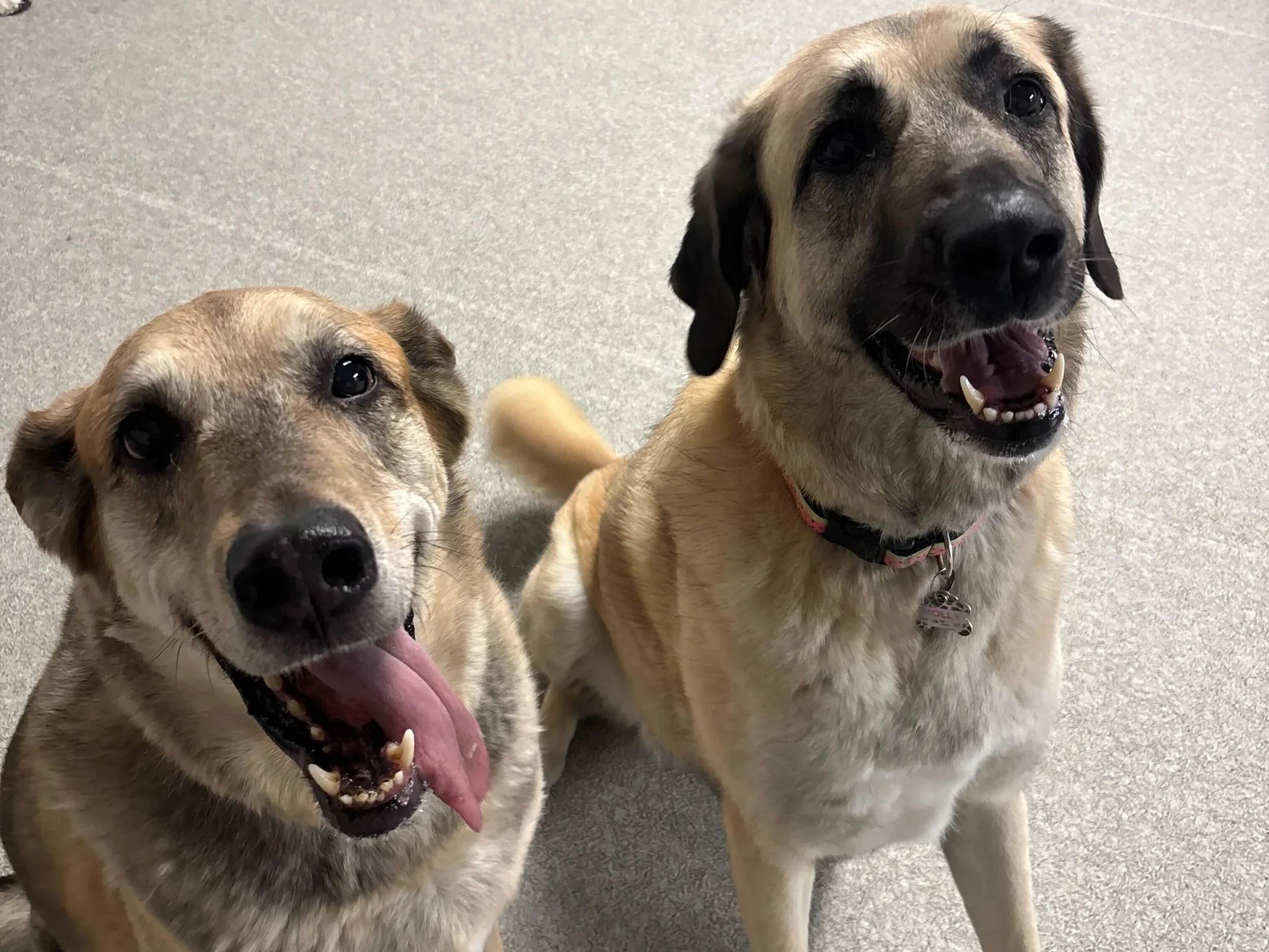 Dog Daycare Bonding Moments