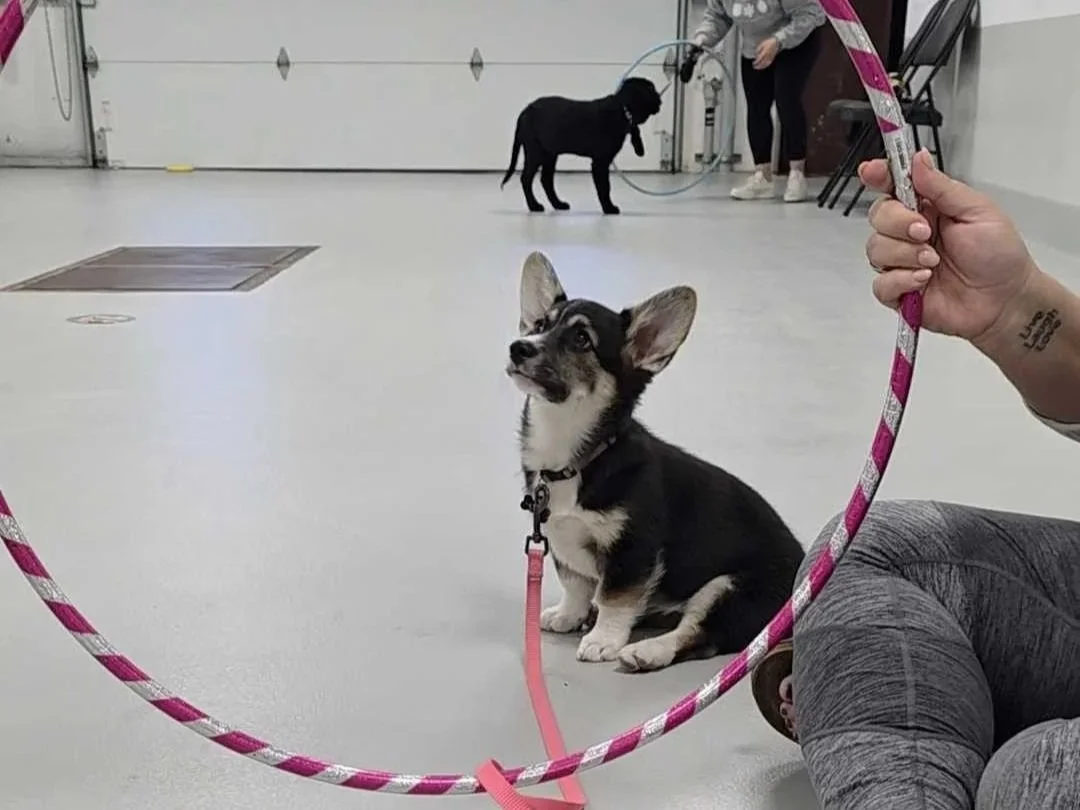 Puppy Class