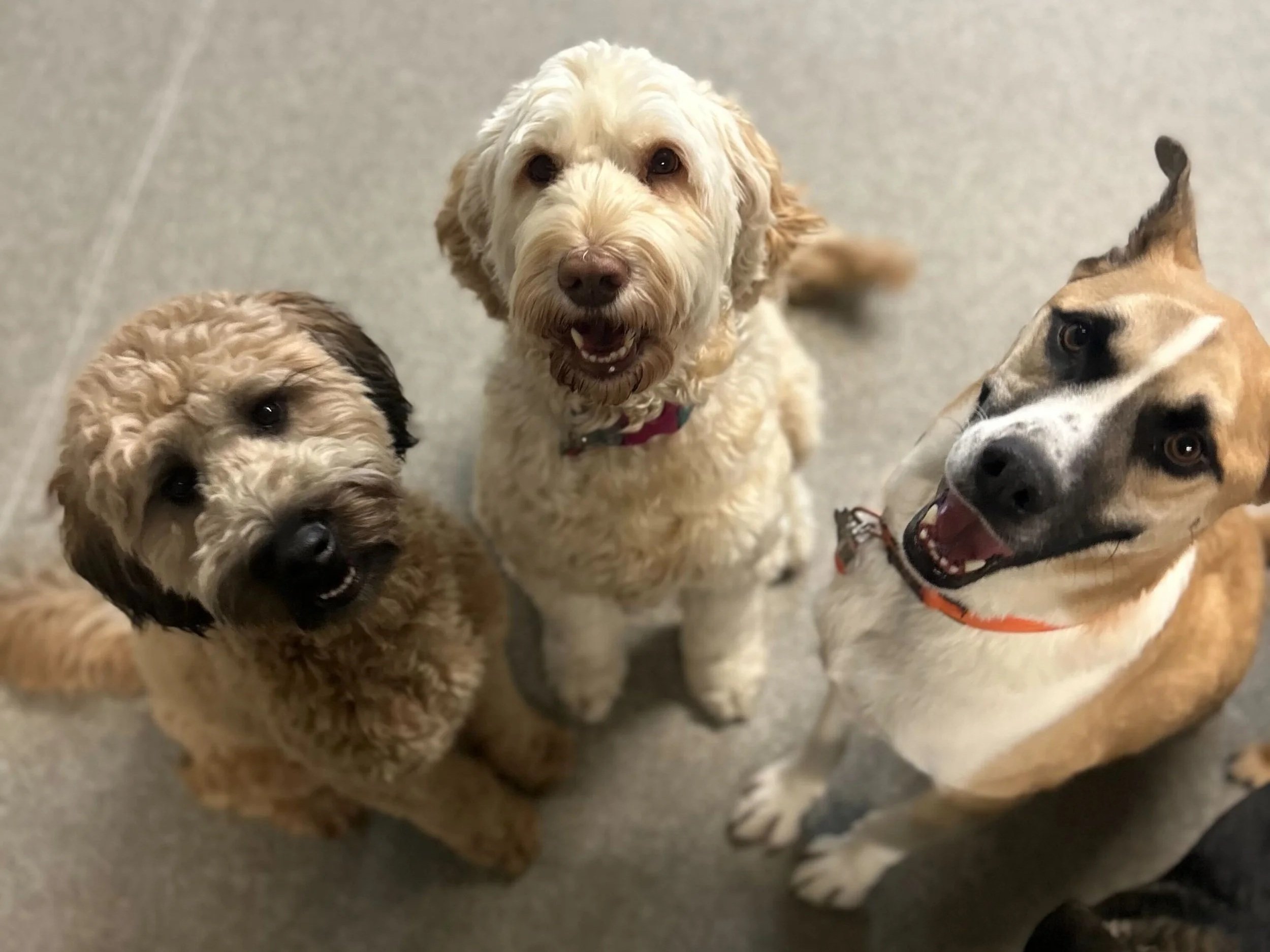 Dog Daycare in Airdrie Alberta