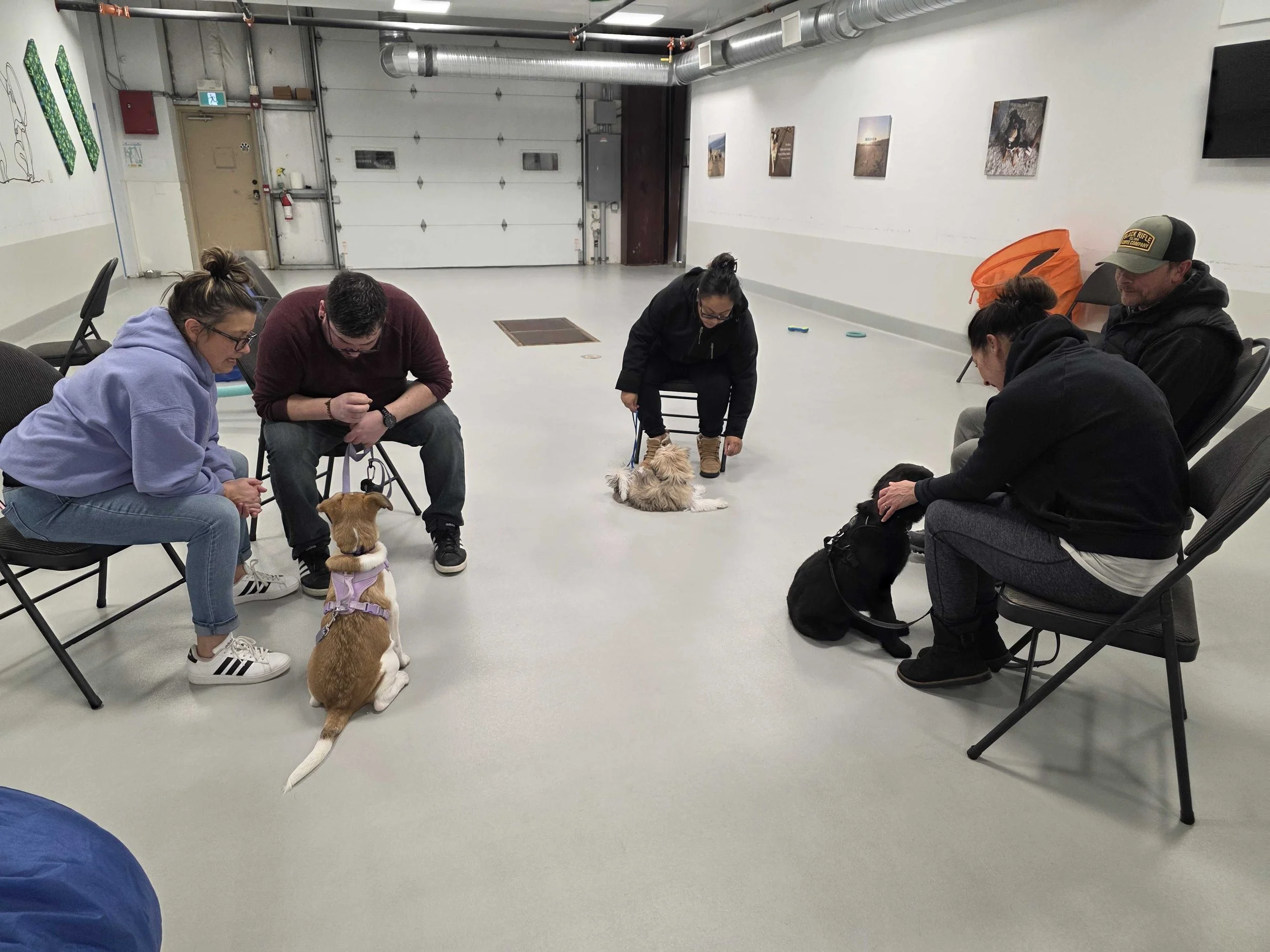Dog Training Classes