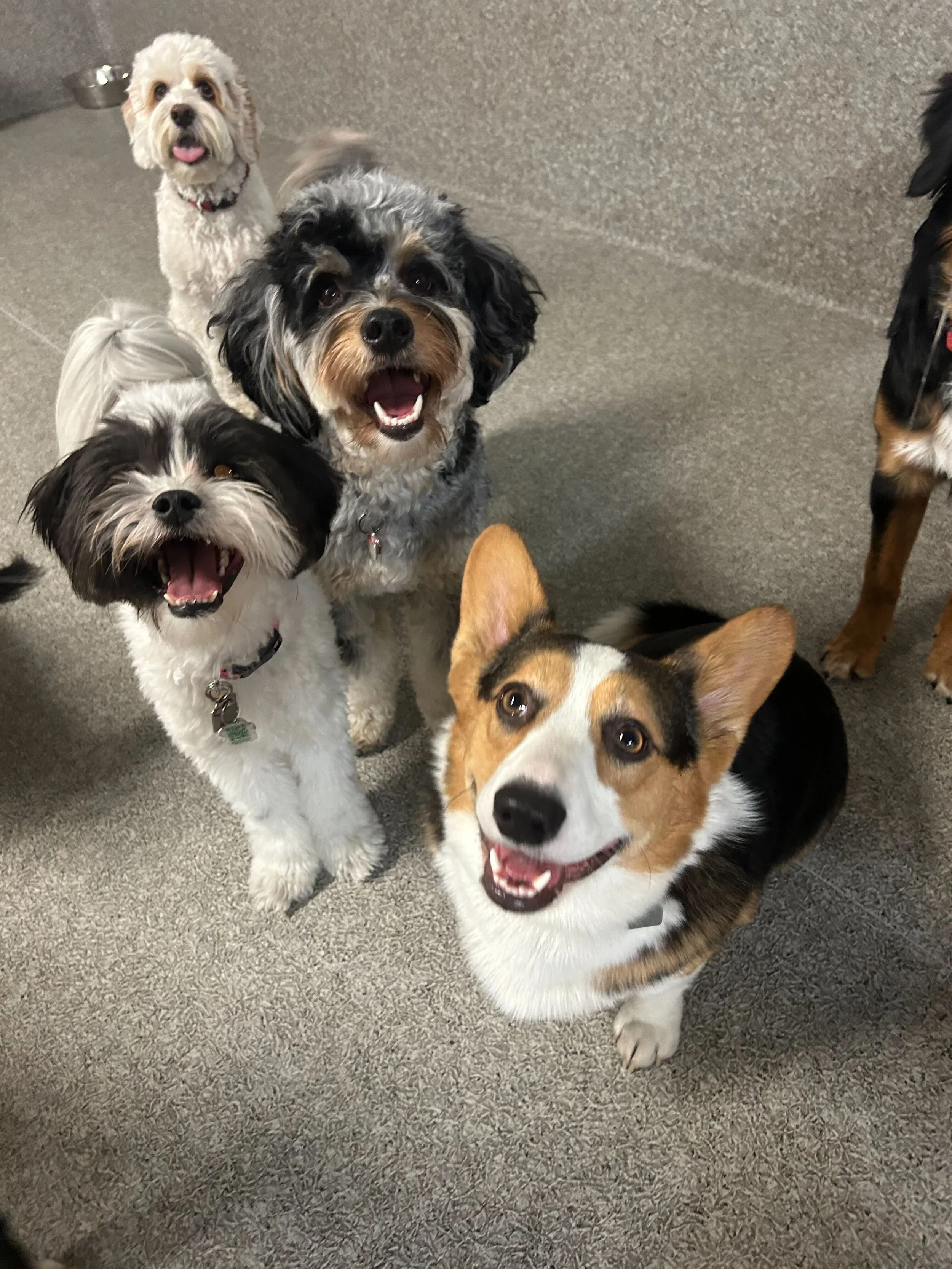 Group of five dogs of different breeds sitting and looking up, smiling inside a room with gray carpet.