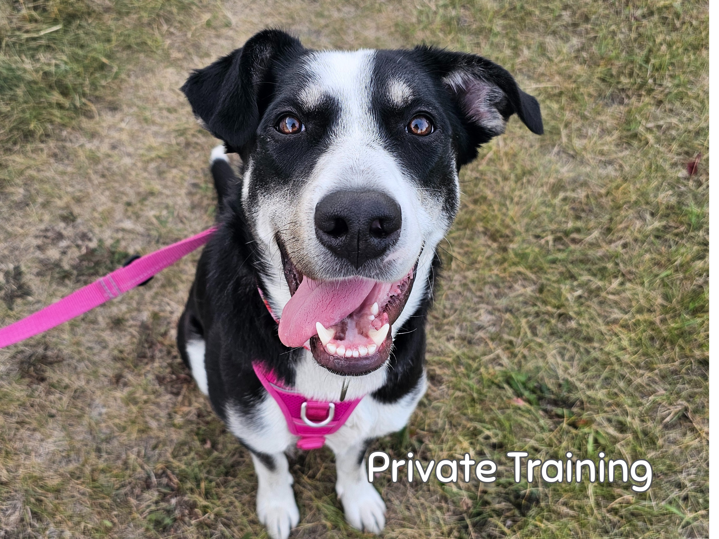 airdrie-dog-daycare-and-training (1).png