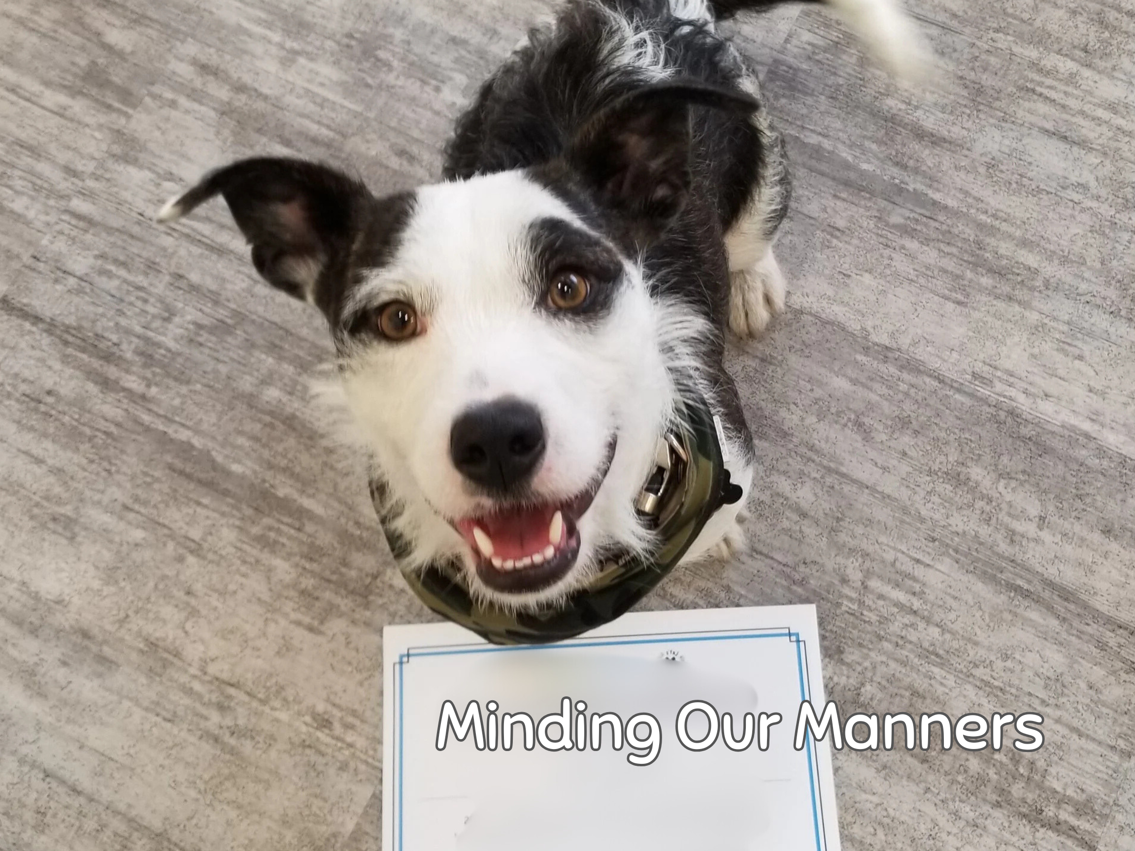 airdrie-dog-daycare-and-training (5).png