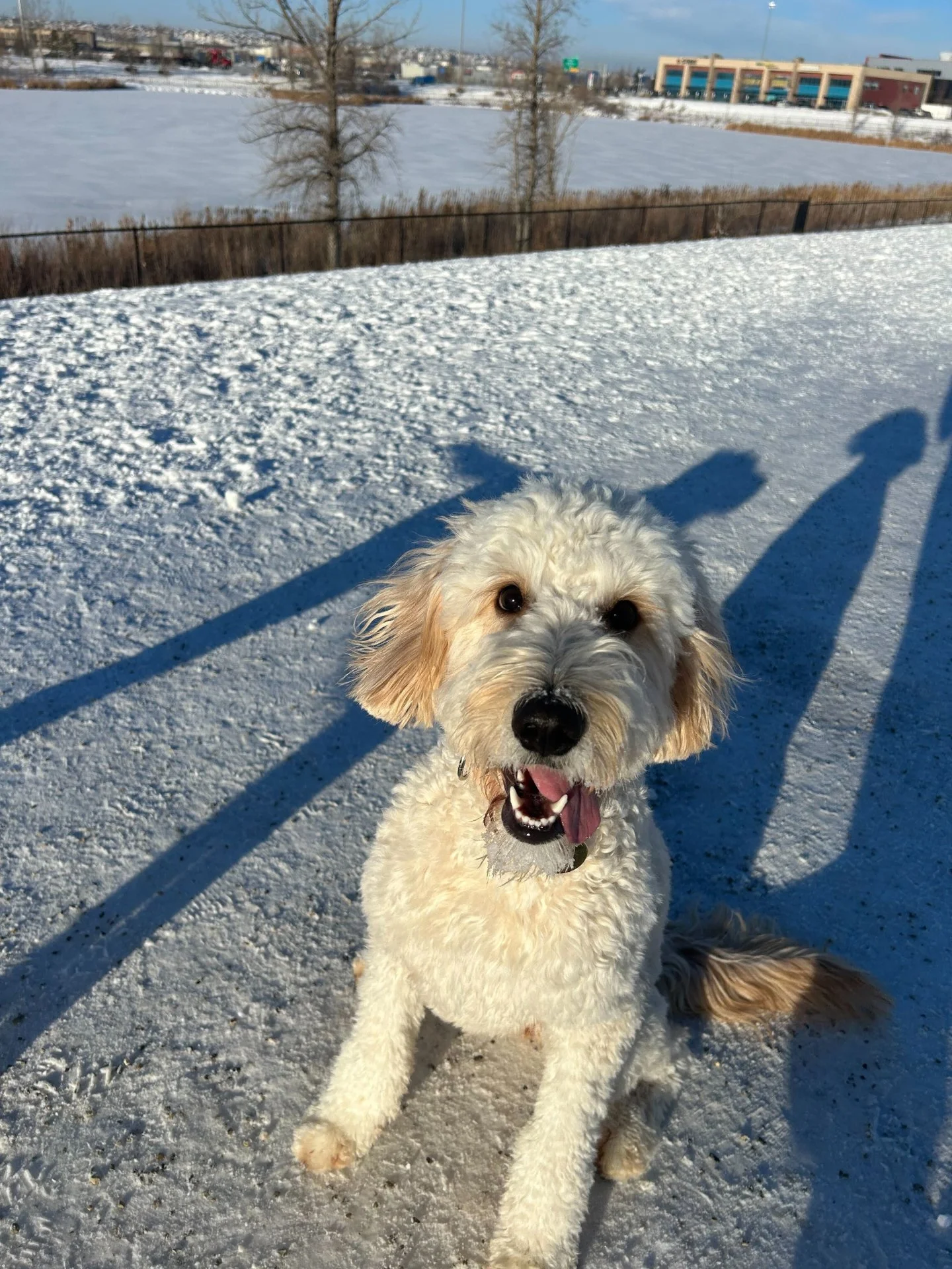 Field Trips are always a fun addition to a Puppy Pal&rsquo;s day of learning and playing at Dog Daycare. A change of scenery, a few close friends, and wide open space. No car rides, just a quick on-leash walk from the Daycare to the dog park and then