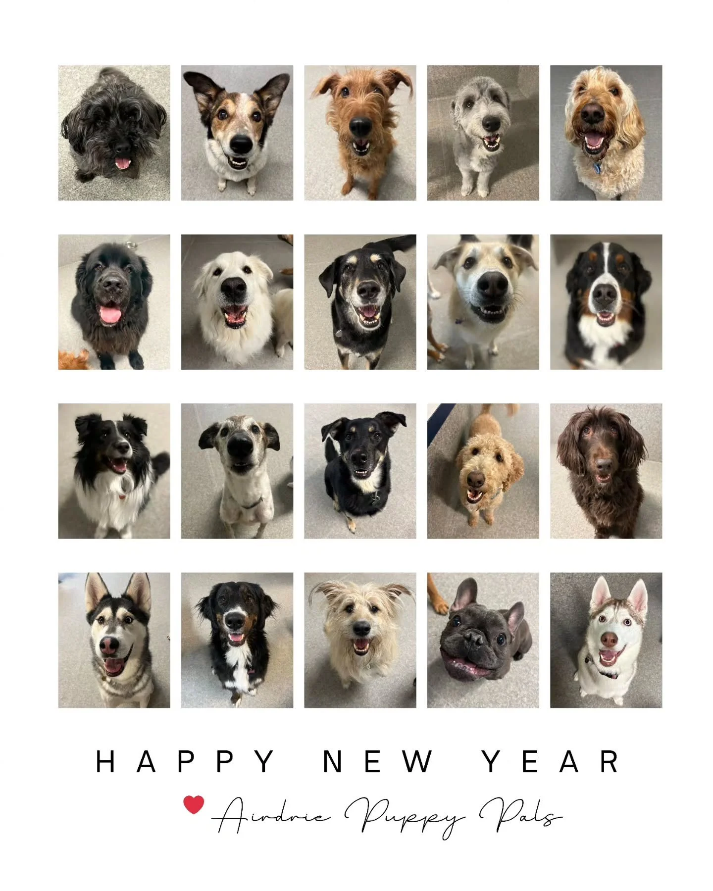 Somehow 2025 felt long and fast all at once, and our hearts are full. 

Full of muddy paws, wagging tails, laughter that turns into memories before you even notice.

Full of fur, drool, frozen Kongs, fun walks, playtime, learning new tricks, trips to