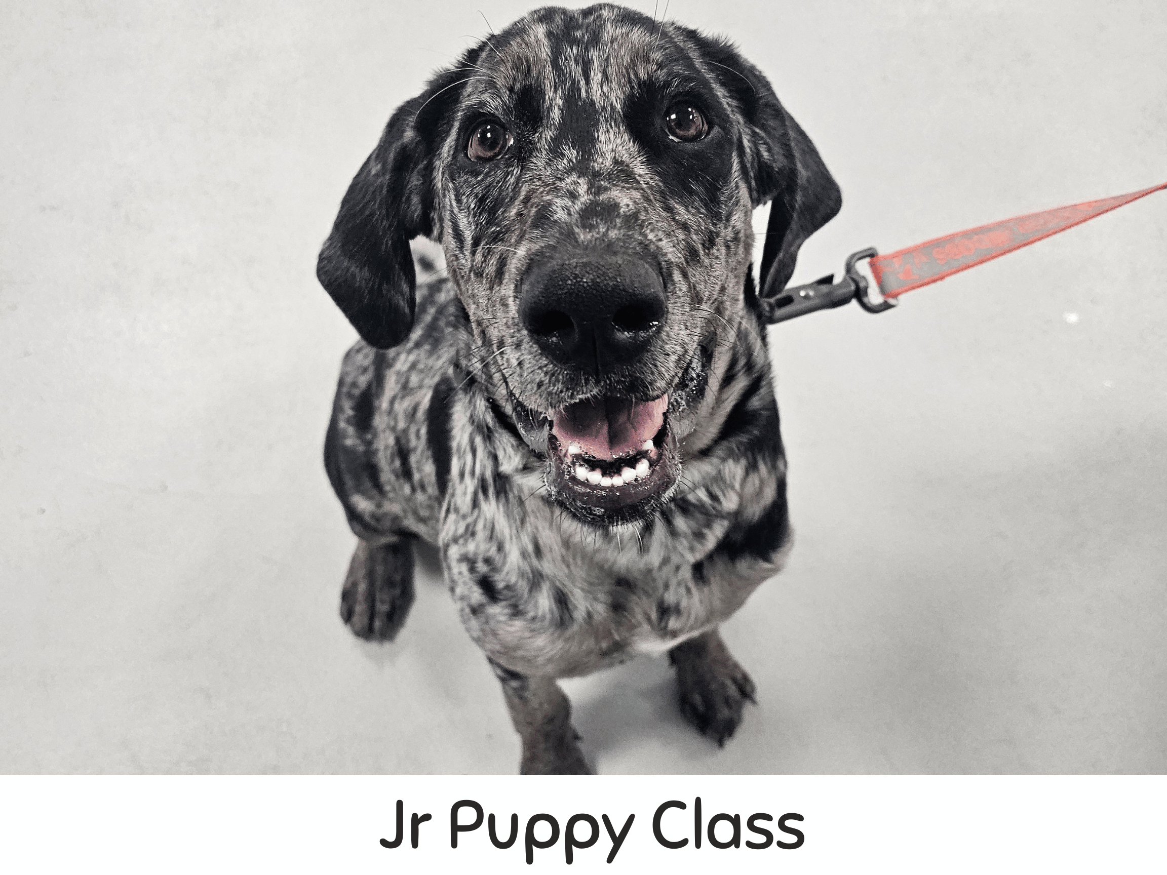 dog-daycare-trainig-airdrie-puppy-pals (3).png