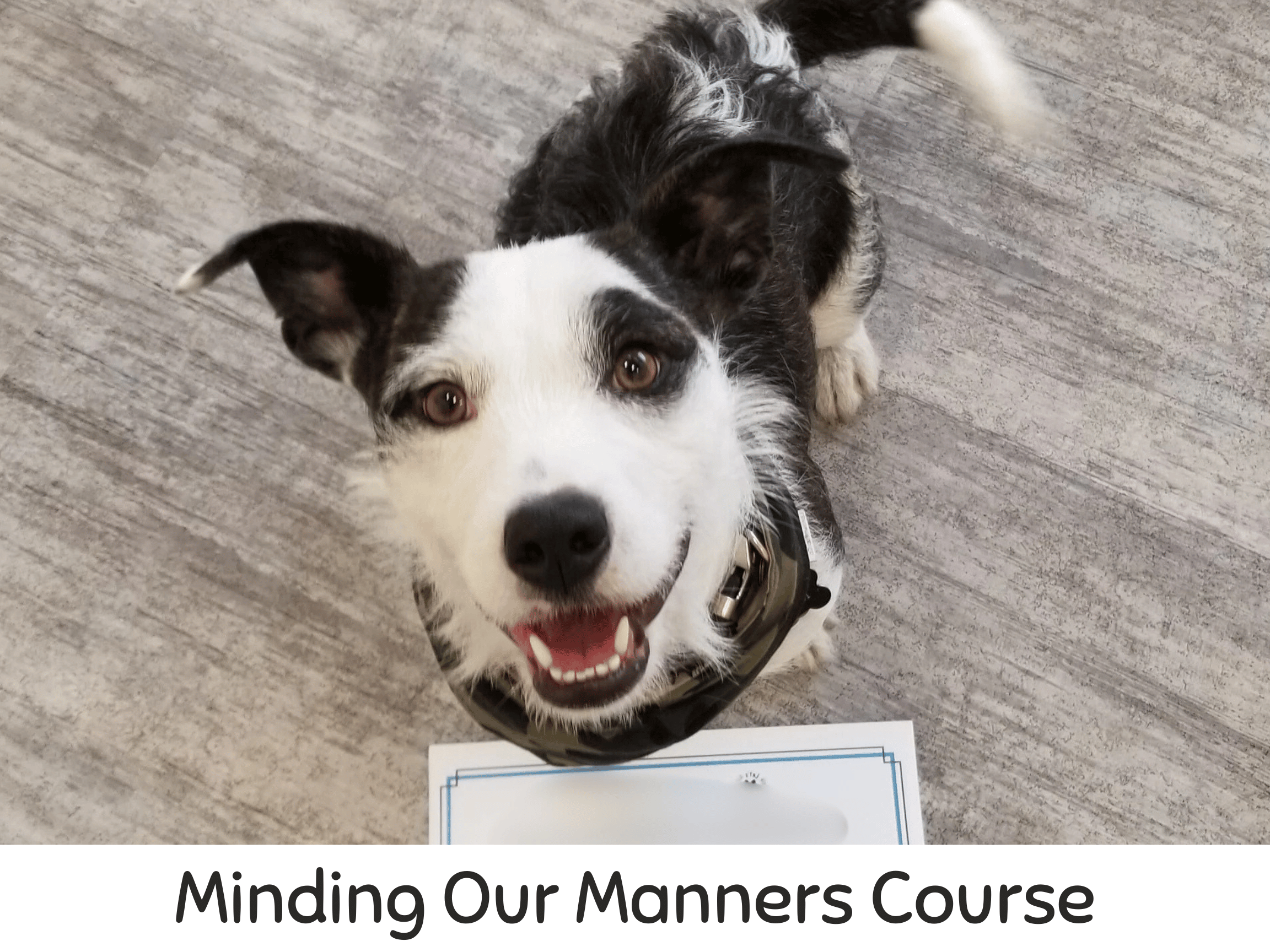 dog-daycare-trainig-airdrie-puppy-pals (4).png