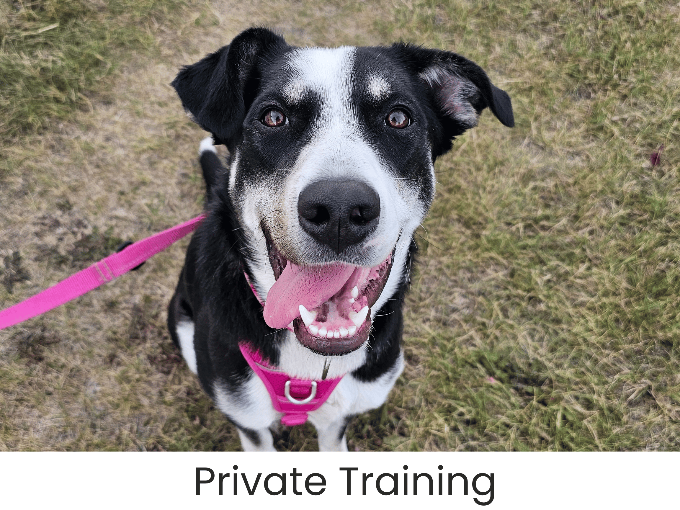 dog-daycare-trainig-airdrie-puppy-pals (5).png